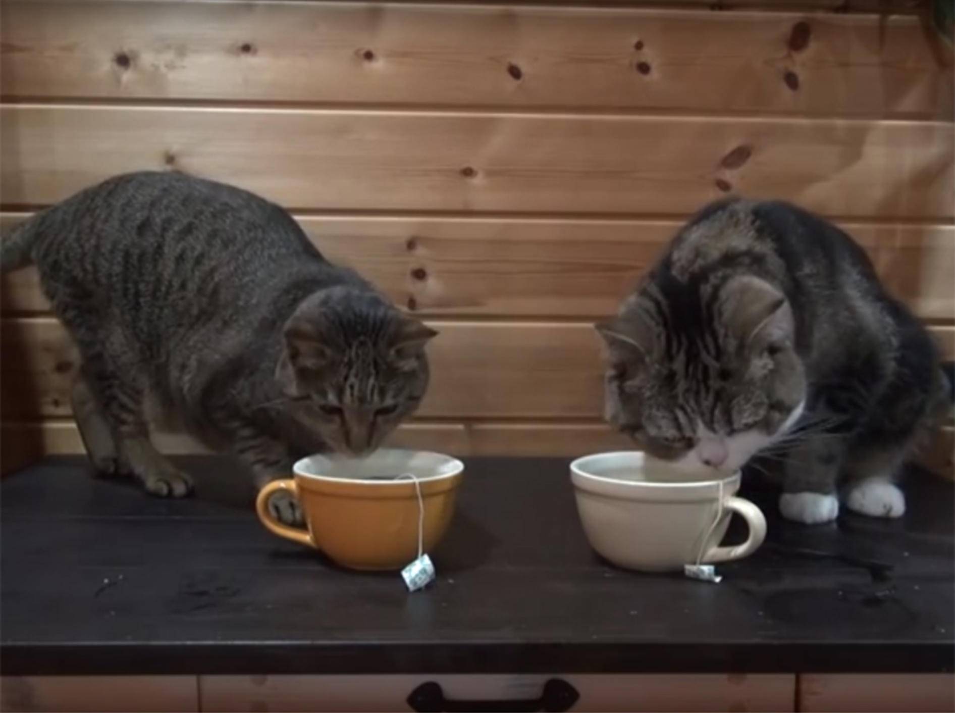 Tea Time für Kater Maru und Katze Hana – YouTube / mugumogu