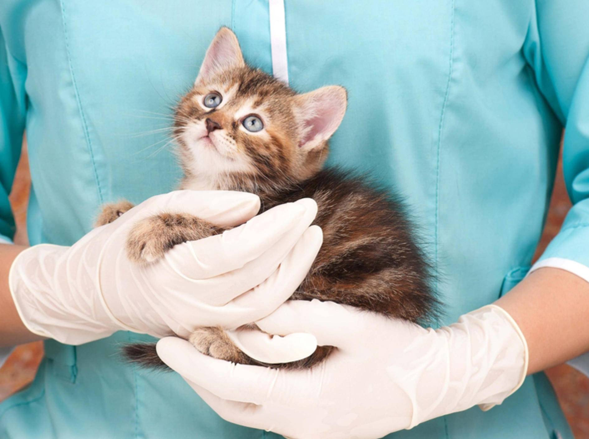 Will der Tierarzt die Katze genauer untersuchen, ist eine Ultraschalluntersuchung oft sinnvoll - Bild: Shutterstock / Lubava