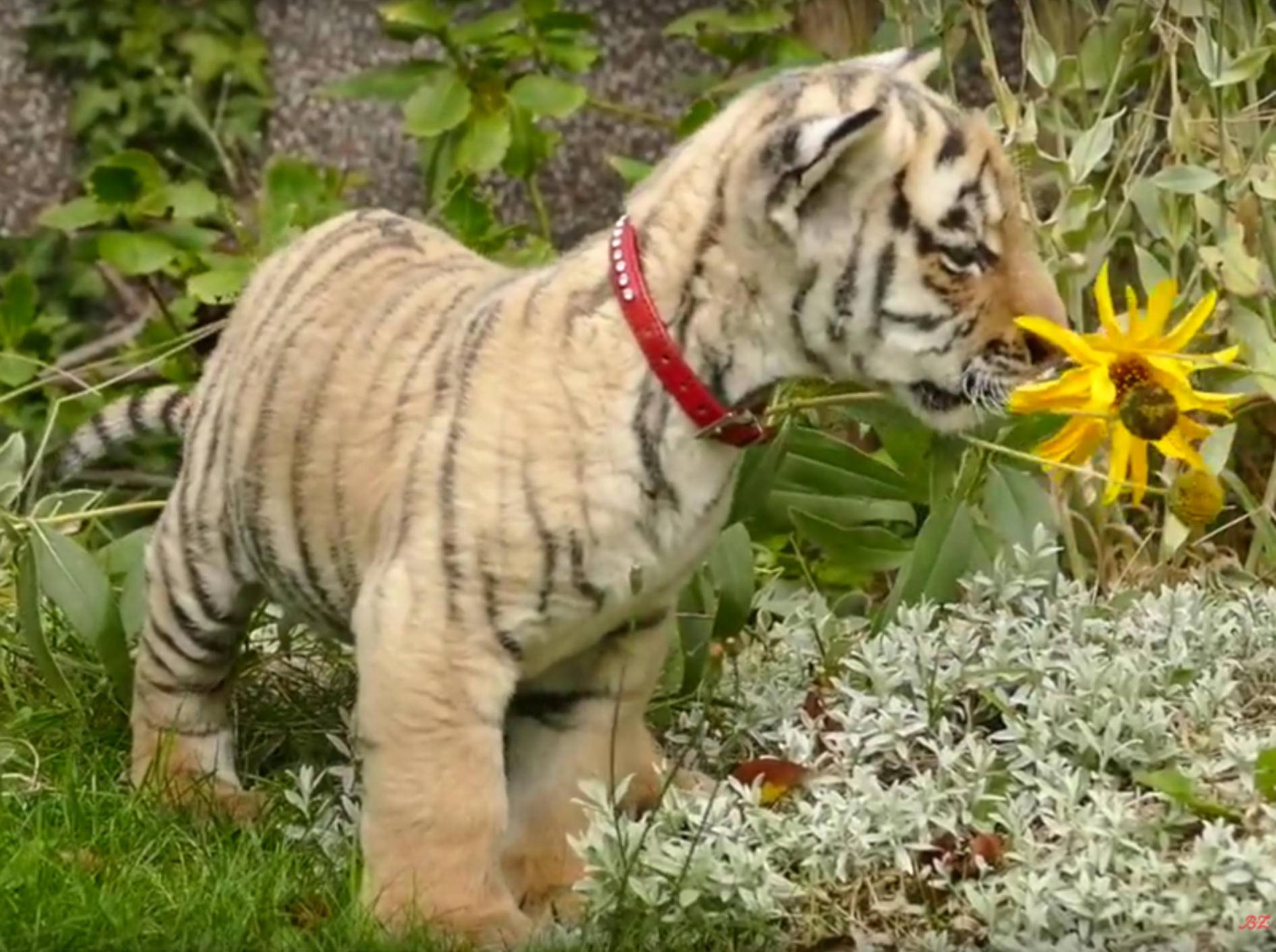 So süß, das kleine Tigerbaby! – YouTube / BZ Berlin