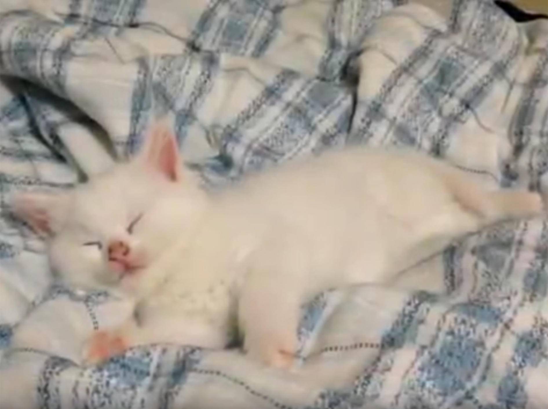 Schlaf gut, Mini-Katze! – YouTube / MALICE