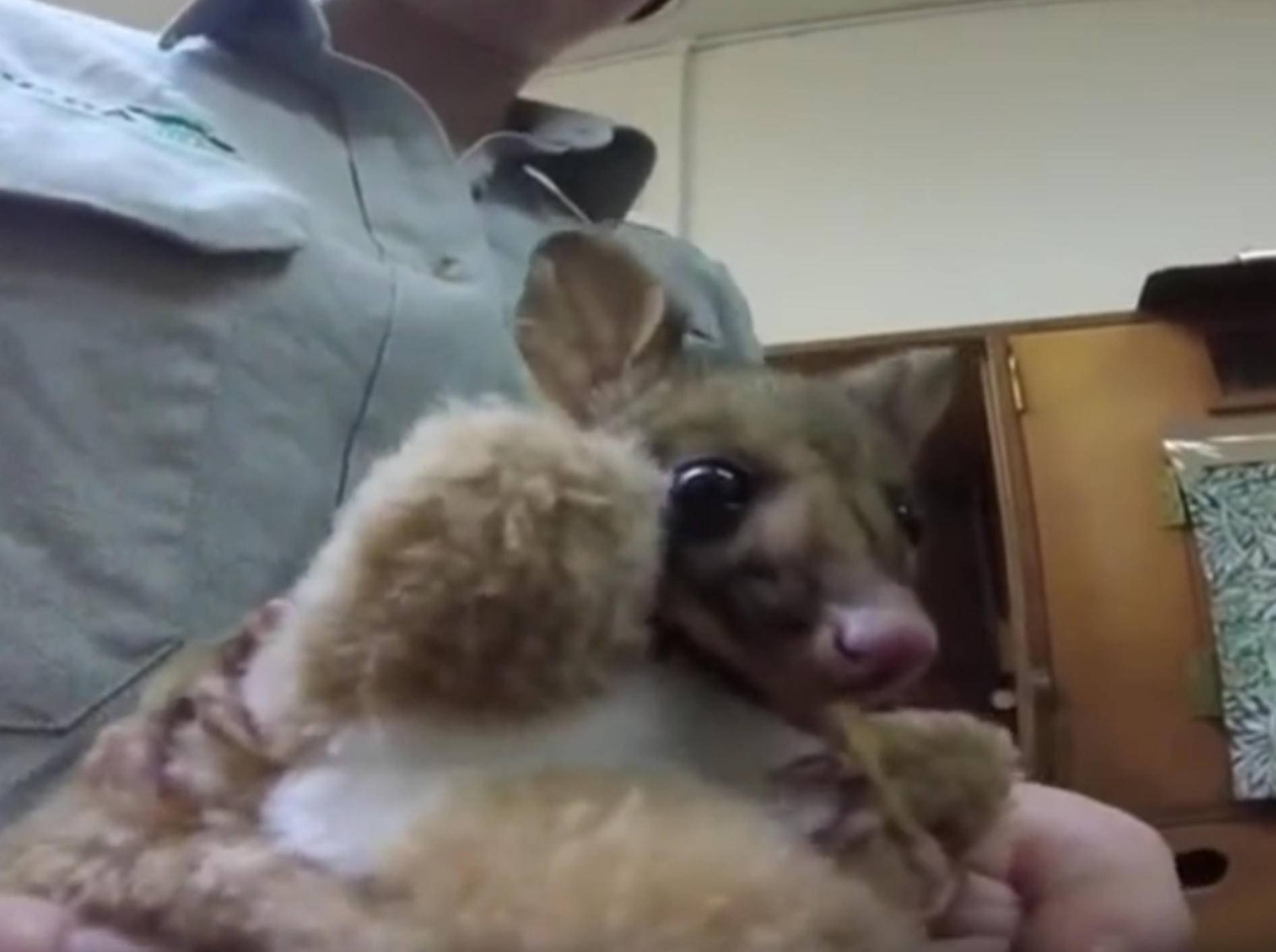 Verwaister Baby-Kusu liebt sein Plüschkänguru – Bild: YouTube / Time pass