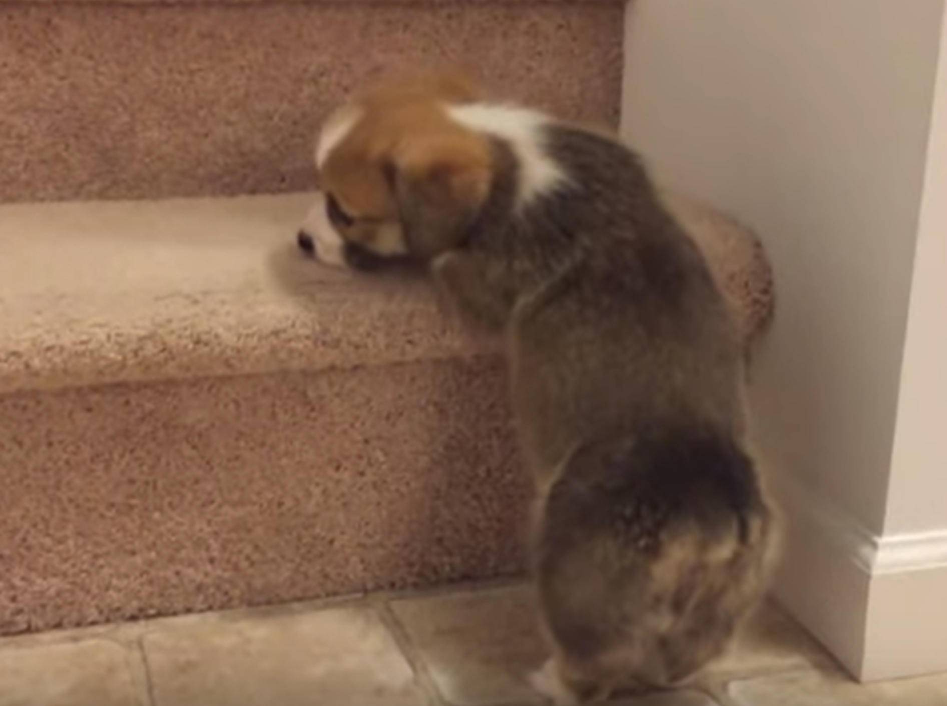 Hüpf, kleiner Corgi! Hundewelpe versucht, Treppen zu steigen – Bild: YouTube / Rumble Viral