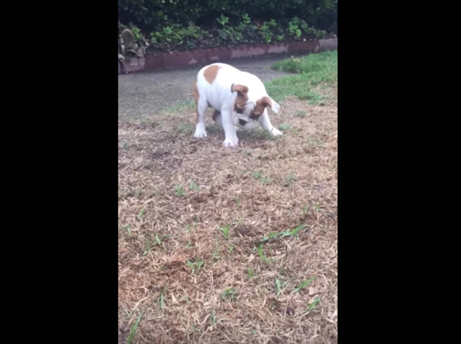 "Was ist denn hier los?" Bulldogge verblüfft vom Regen – Bild: YouTube / The HippopotaBullies