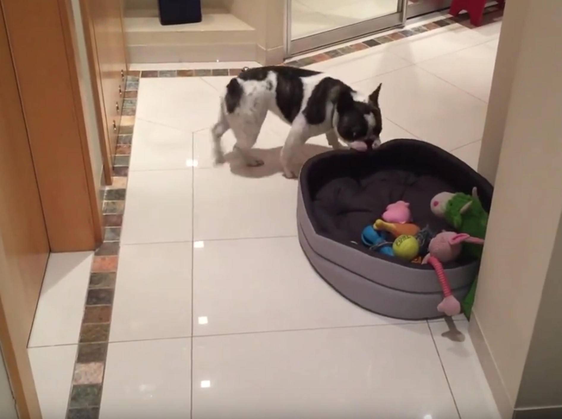 Knuffige Französische Bulldogge überwältigt vom neuen Bettchen – Bild: YouTube / Rumble Viral