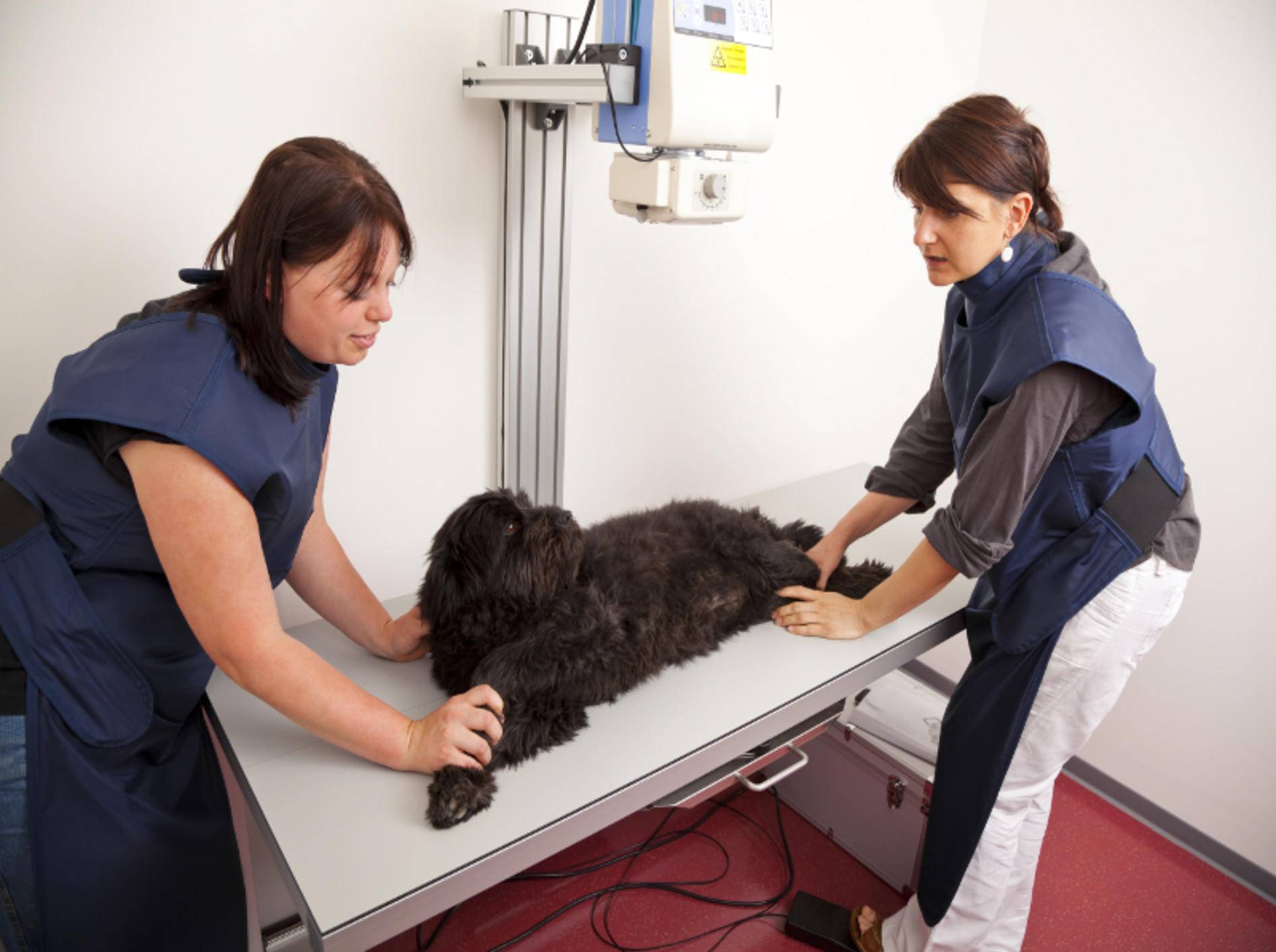 Kein Hund lässt sich gerne röntgen – doch was muss, muss – Shutterstock / foto ARts