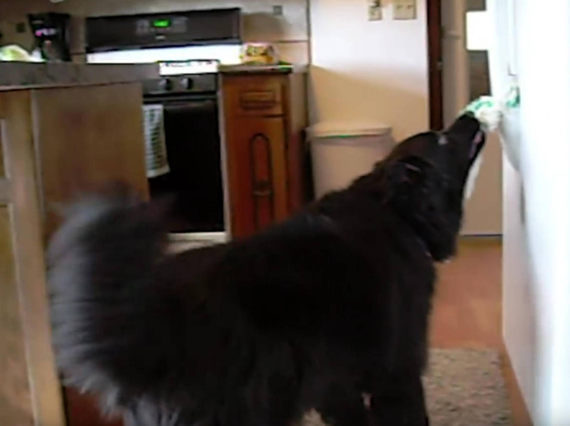 Hilfsbereit: Hund holt seinem Herrchen ein Getränk – Bild: YouTube / Kyoot Animals