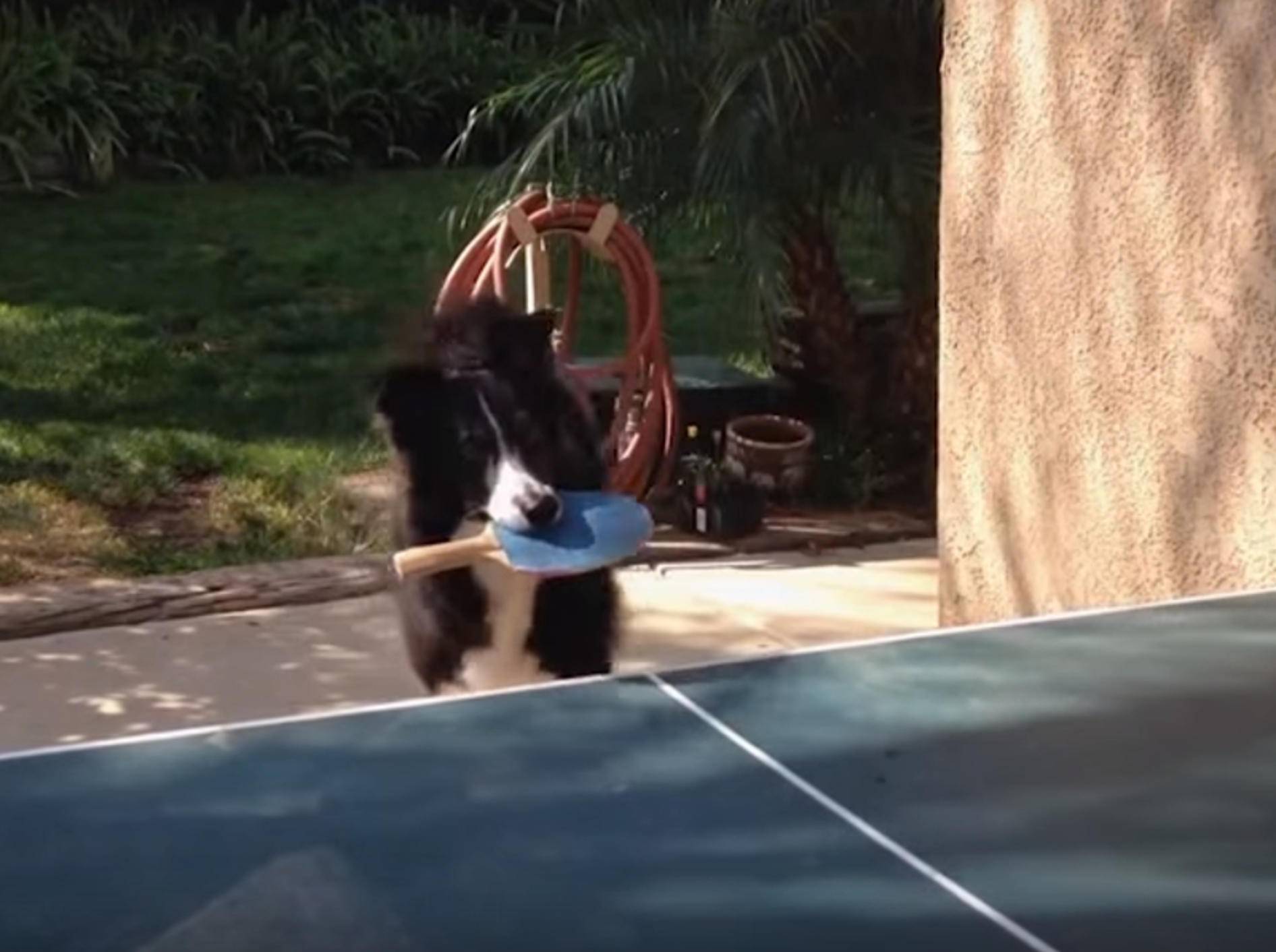 Spiel, Satz und Sieg! Hund übt Tischtennisspiel – Bild: YouTube / Kyoot Animals
