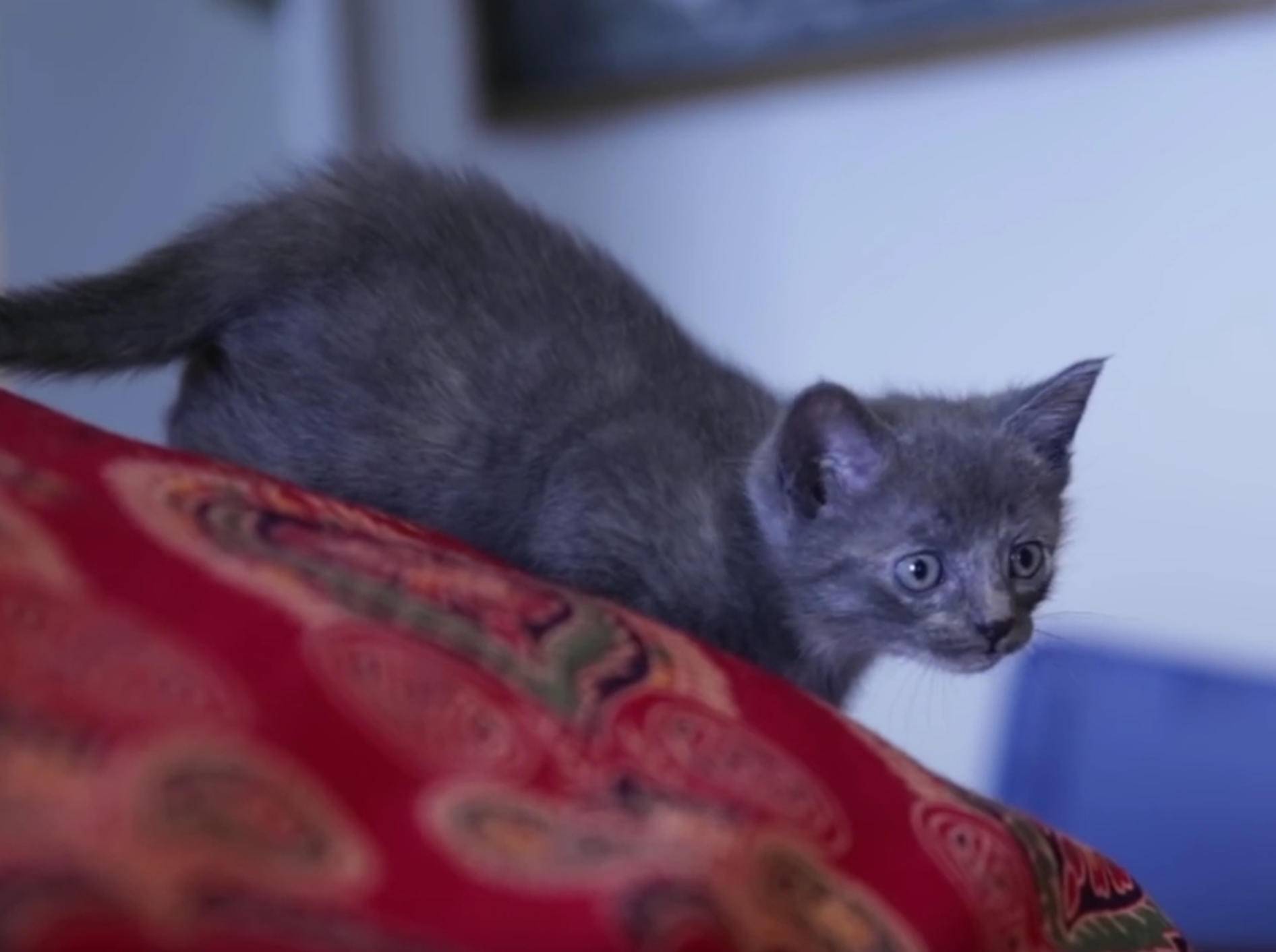 Plumps! Kätzchen fällt beim Spielen vom Bett – Bild: YouTube / The Pet Collective
