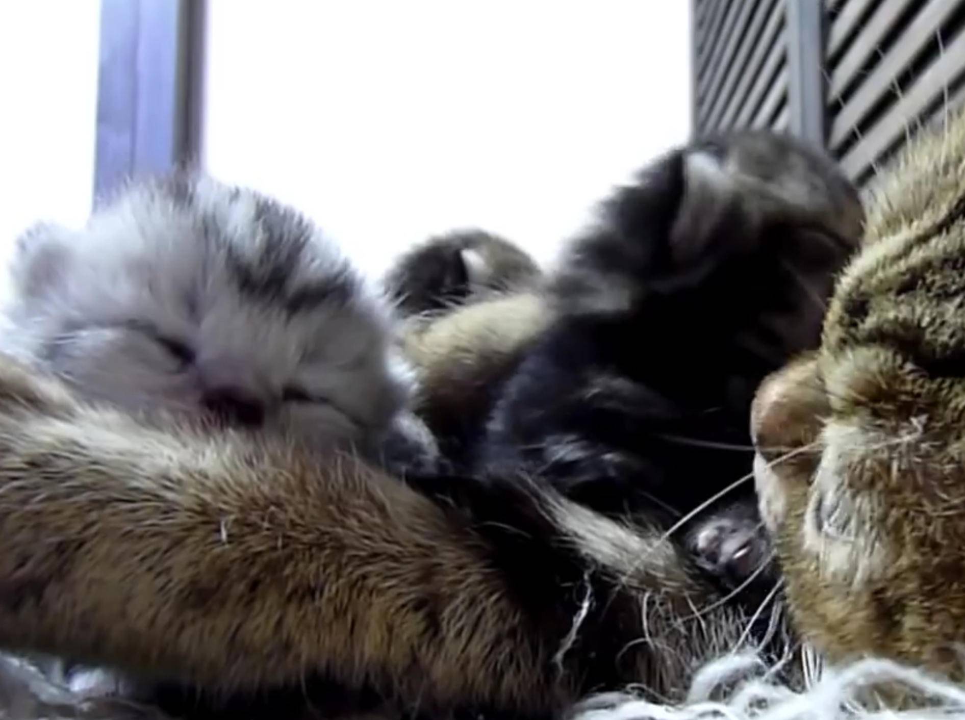 Herzige Babykatzen verbringen Zeit mit ihrer Mama – Bild: YouTube / Funnycatsandnicefish
