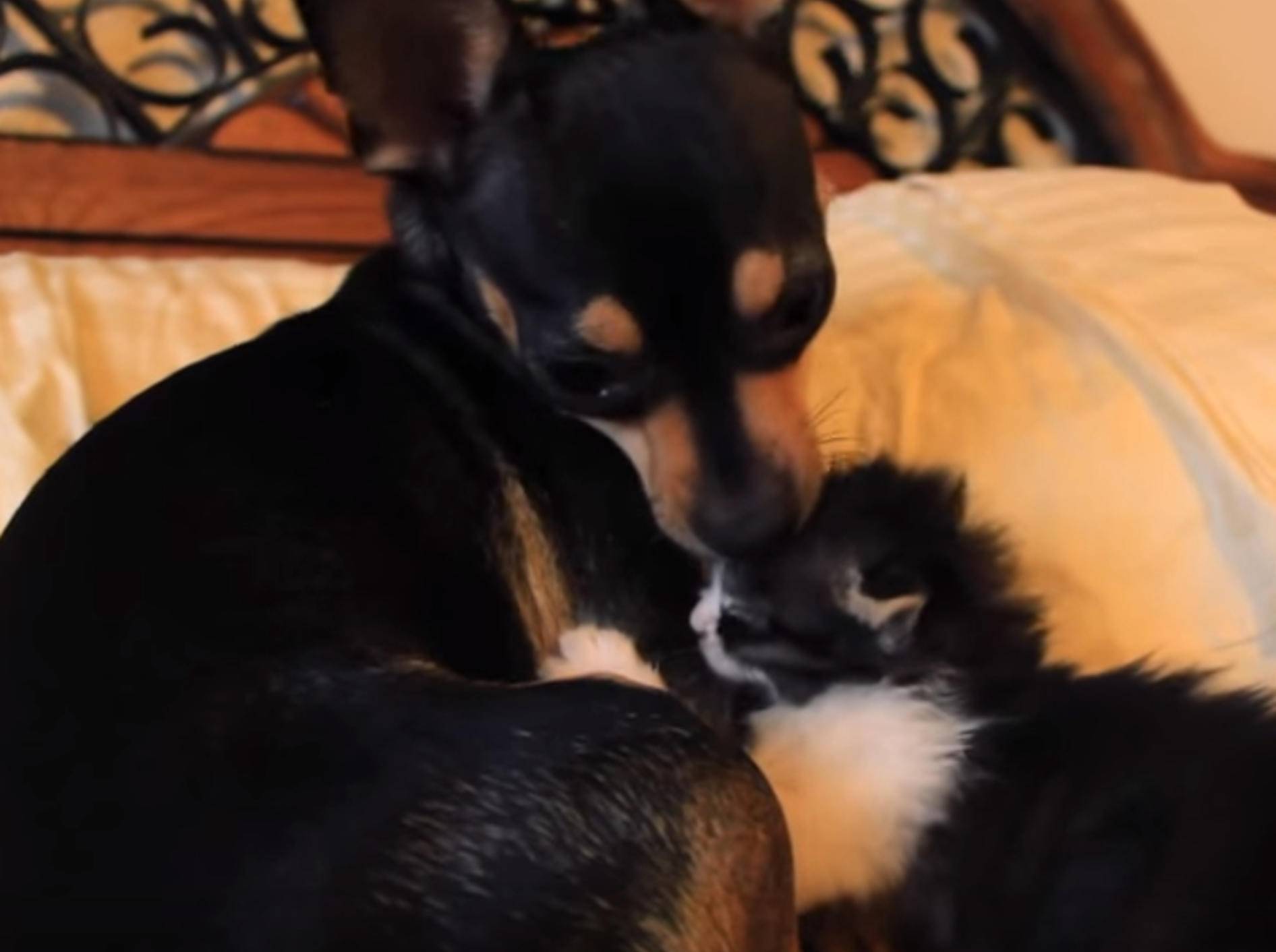 Herziges Kätzchen und Chihuahua haben sich sooo lieb – Bild: YouTube / Taylor James Johnson