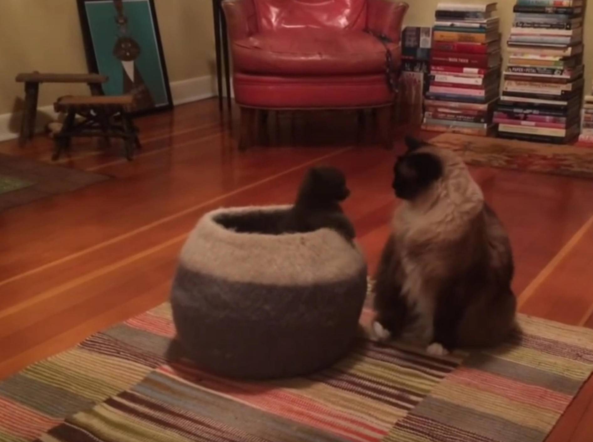 Kätzchen vs. Katze: "Los, erschreck dich endlich!" – Bild: YouTube / IttyBittyKittyCom