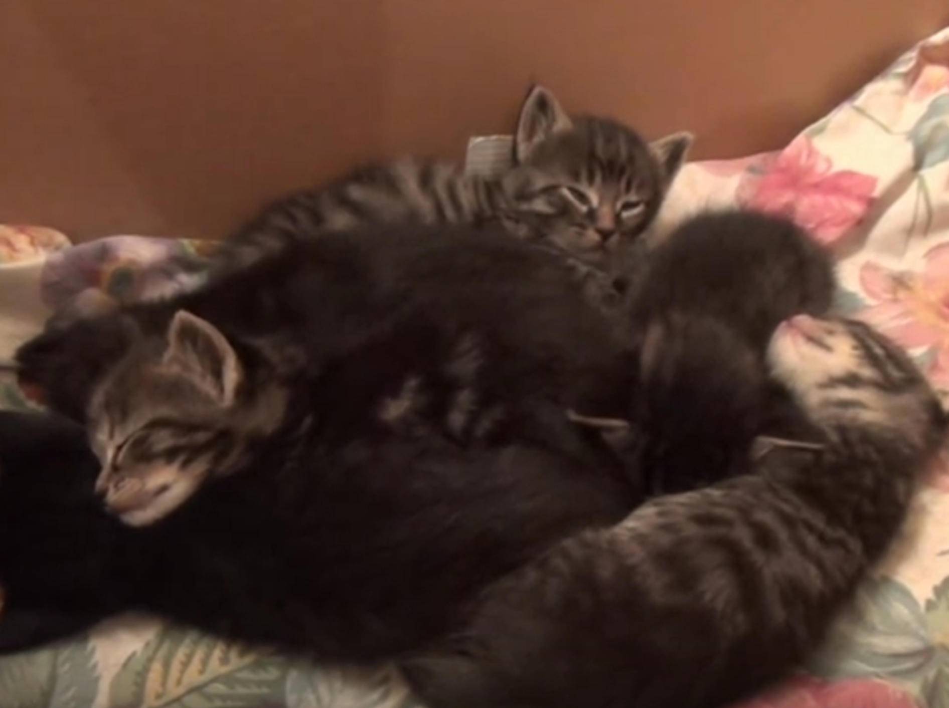 Ruuuhe! Baby-Katzen wollen beim Schlafen nicht gestört werden – Bild: YouTube / DrNworb's KitsCats