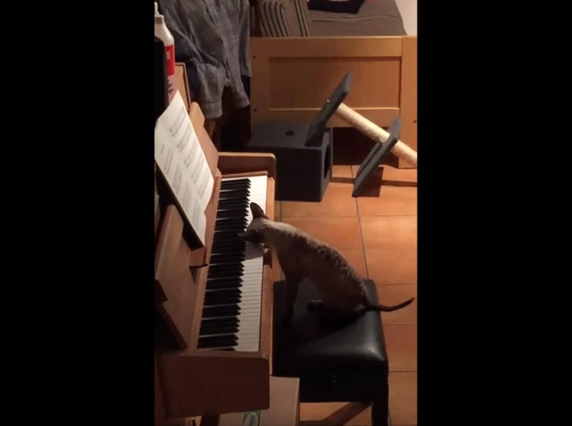 Musikalisches Tier bei Privatkonzert: Katze am Klavier – Bild: YouTube / Rumble Viral