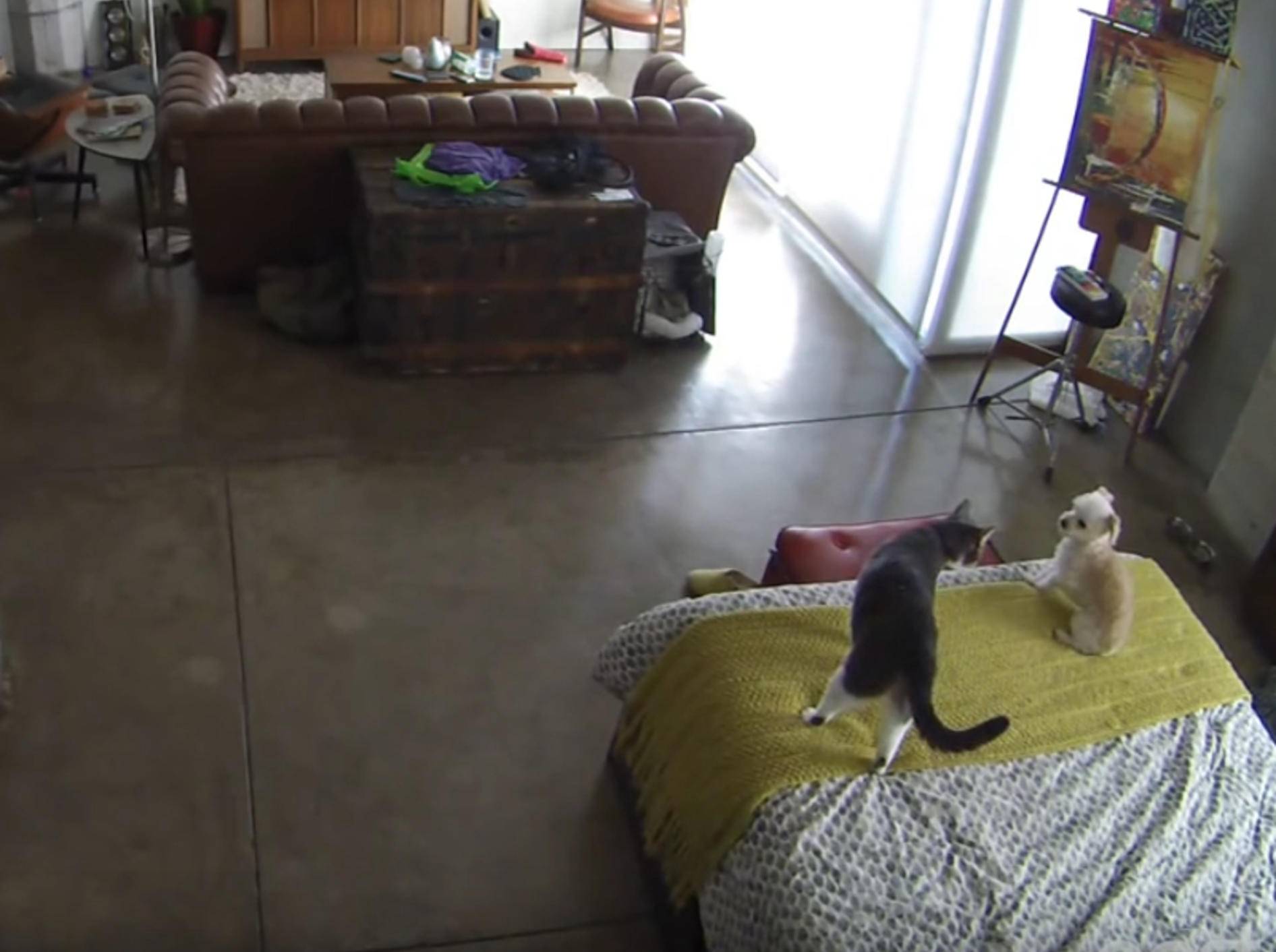 Katze bringt Hundewelpen mit Blickkontakt zum Schweigen – Bild: YouTube / Devon Meadows