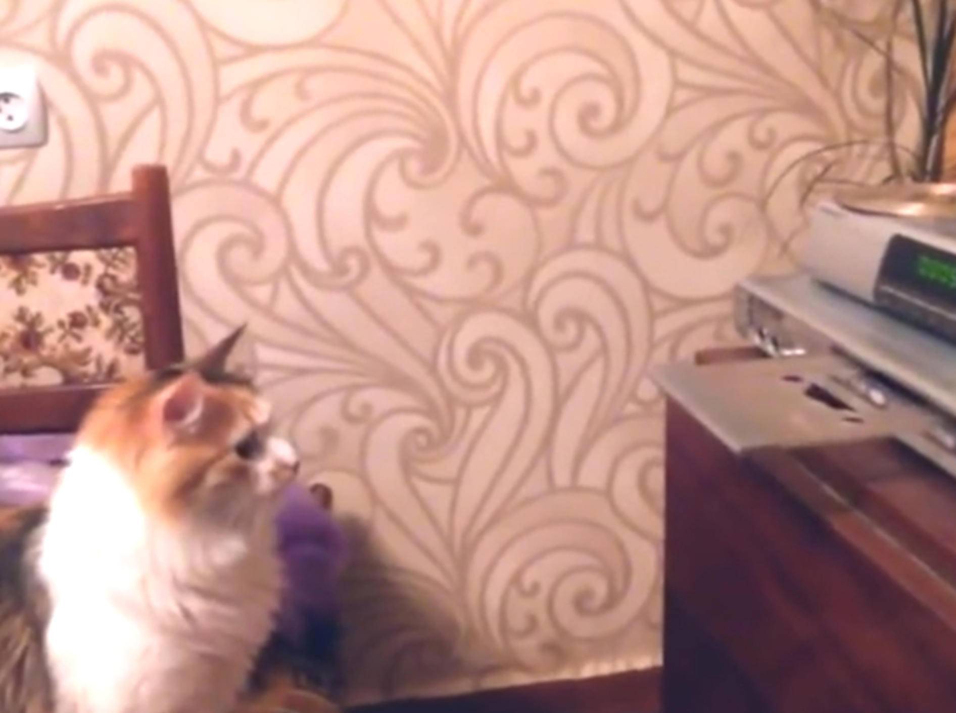 Attacke! Katze kämpft mit CD-Player – Bild: YouTube / ignoramusky