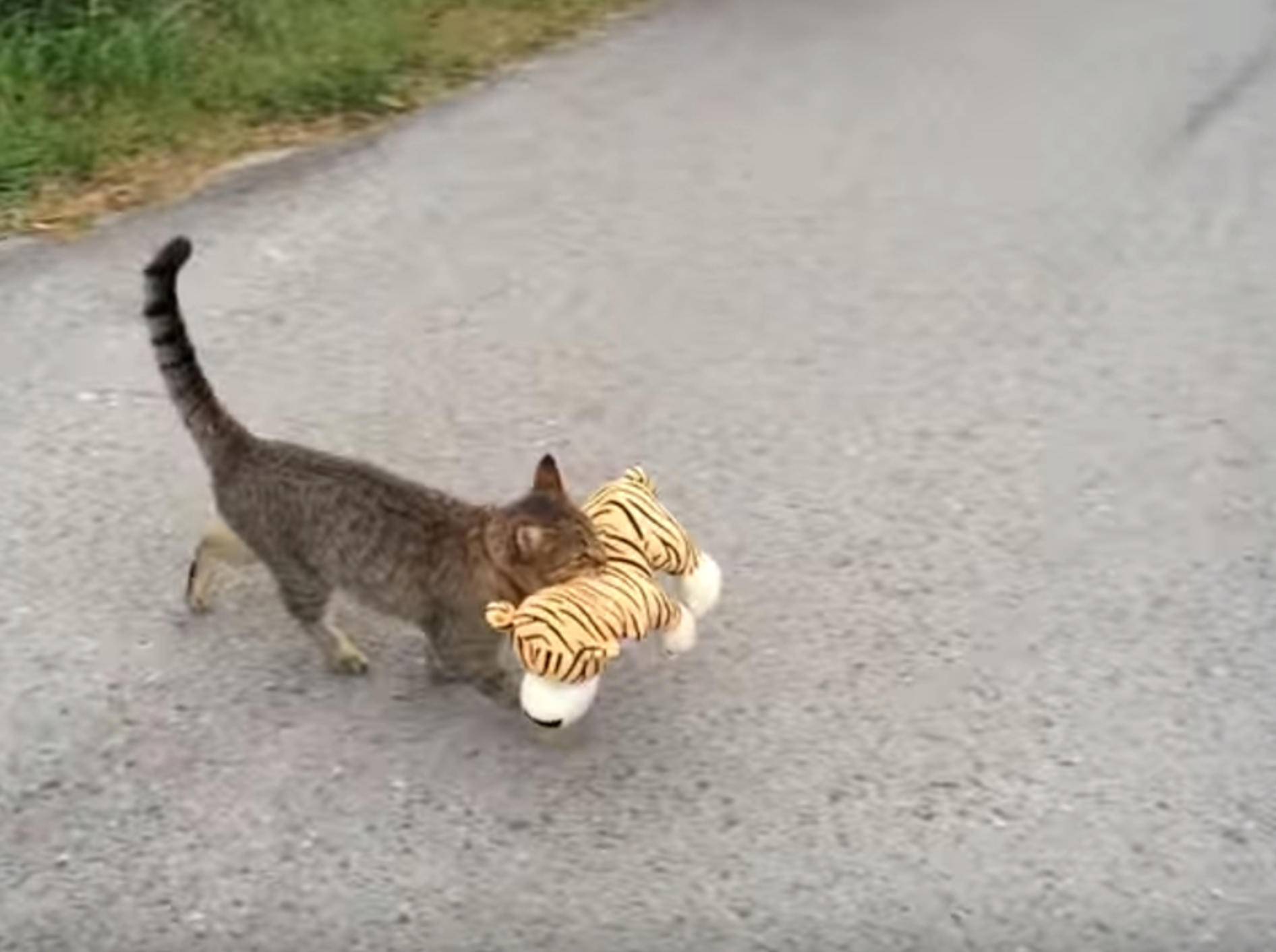 Pfiffige Katze klaut Kuscheltier vom Nachbarn – Bild: YouTube / Borut Birsa