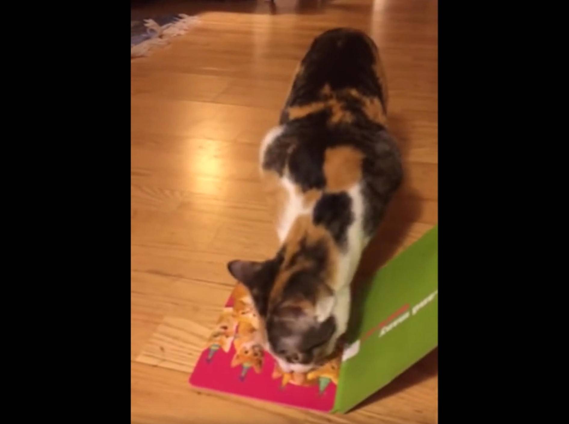 Happy Birthday! Katze klaut singende Geburtstagskarte – Bild: YouTube / Kyoot Animals
