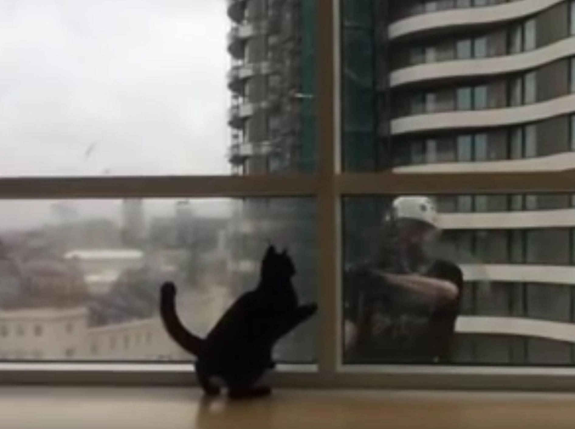 Verrückte Katze vom Fensterputzen fasziniert – Bild: YouTube / RINA TAKEI