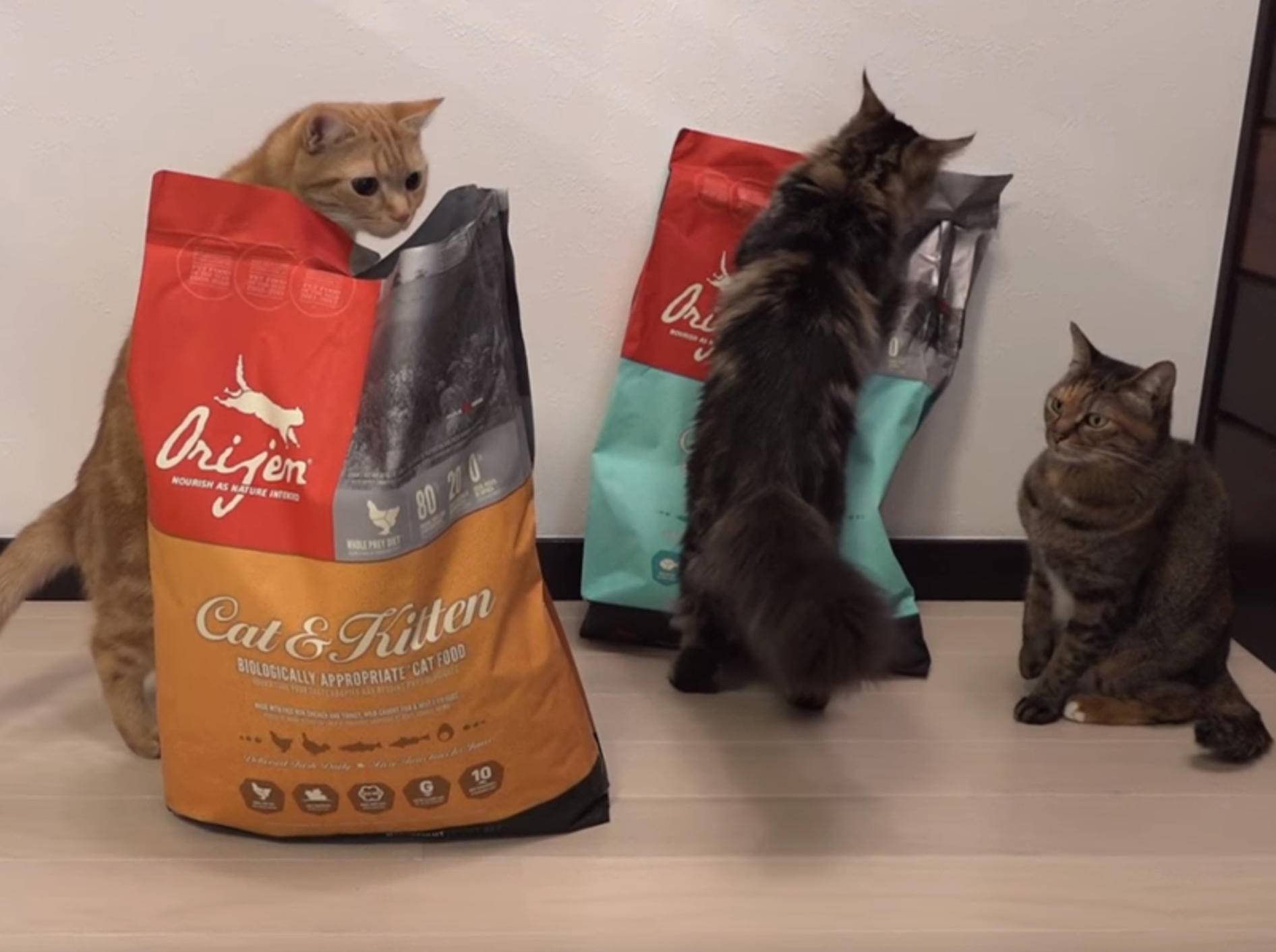 Freche Katzen: Selbstbedienung an der Futtertüte – Bild: YouTube / 10 Cats.