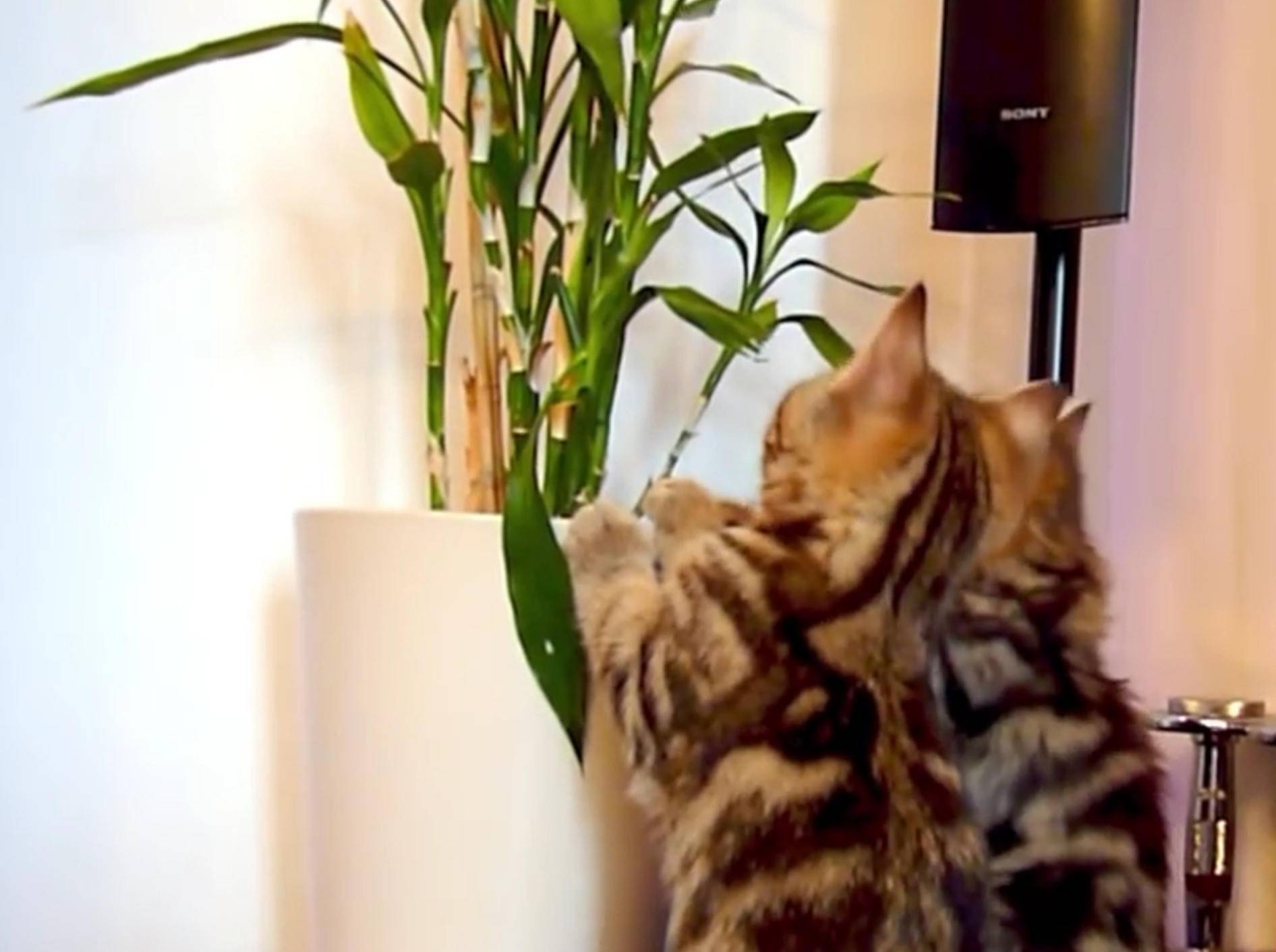 Tiere mit grünem Daumen: Katzen knabbern Pflanzen an – Bild: YouTube / Funnycatsandnicefish