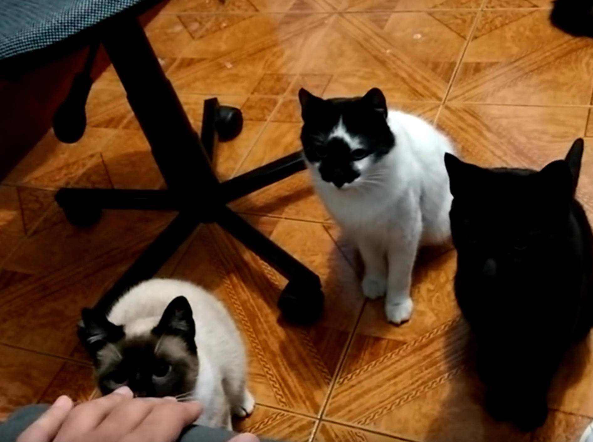 Katzen horchen auf: "Hört ihr dieses Geräusch auch?" – Bild: YouTube / The Six Cats Parade