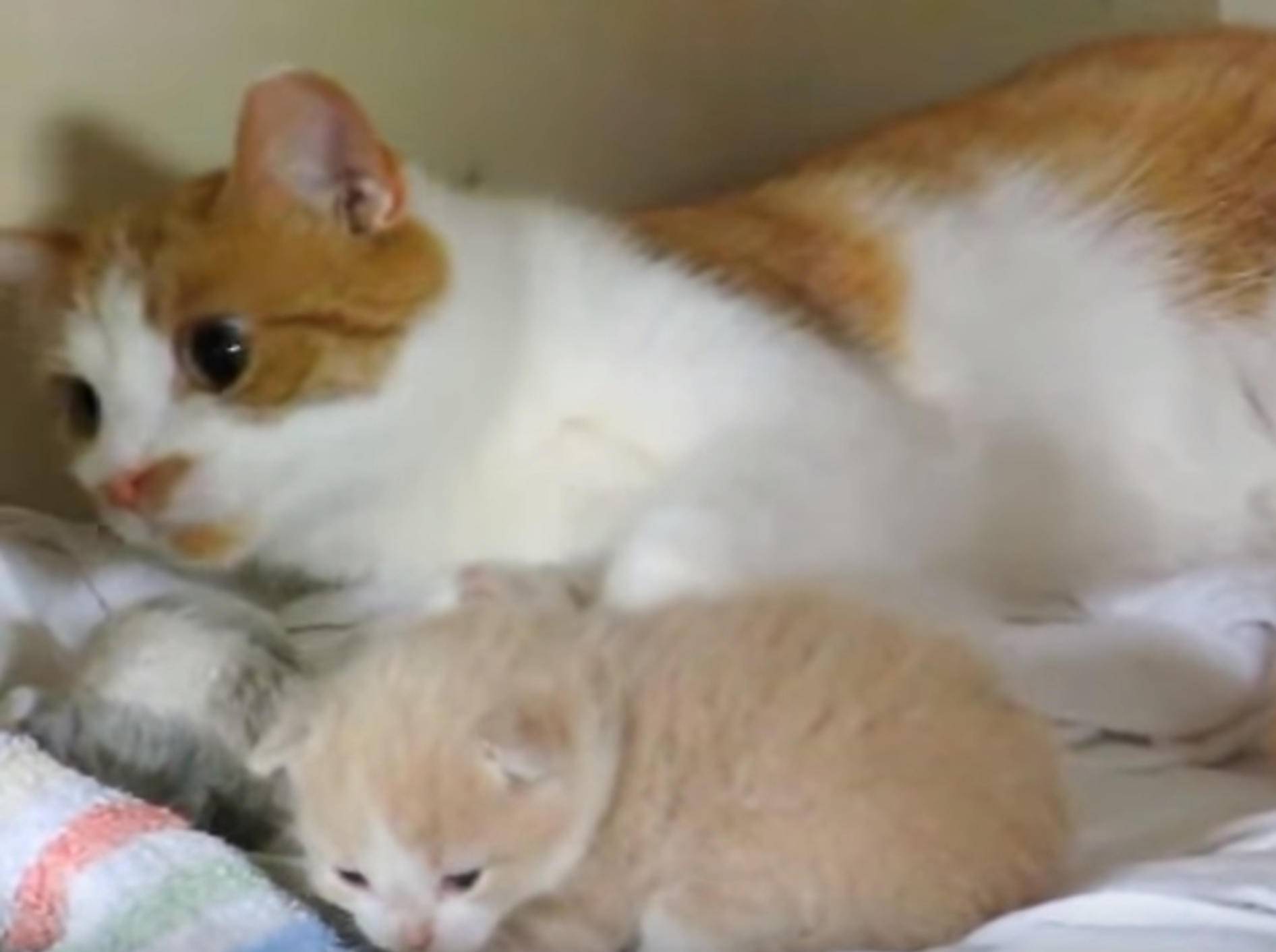 Kuschelstunde: Katzenmama schmust mit ihren Babys – Bild: YouTube / Rumble Viral