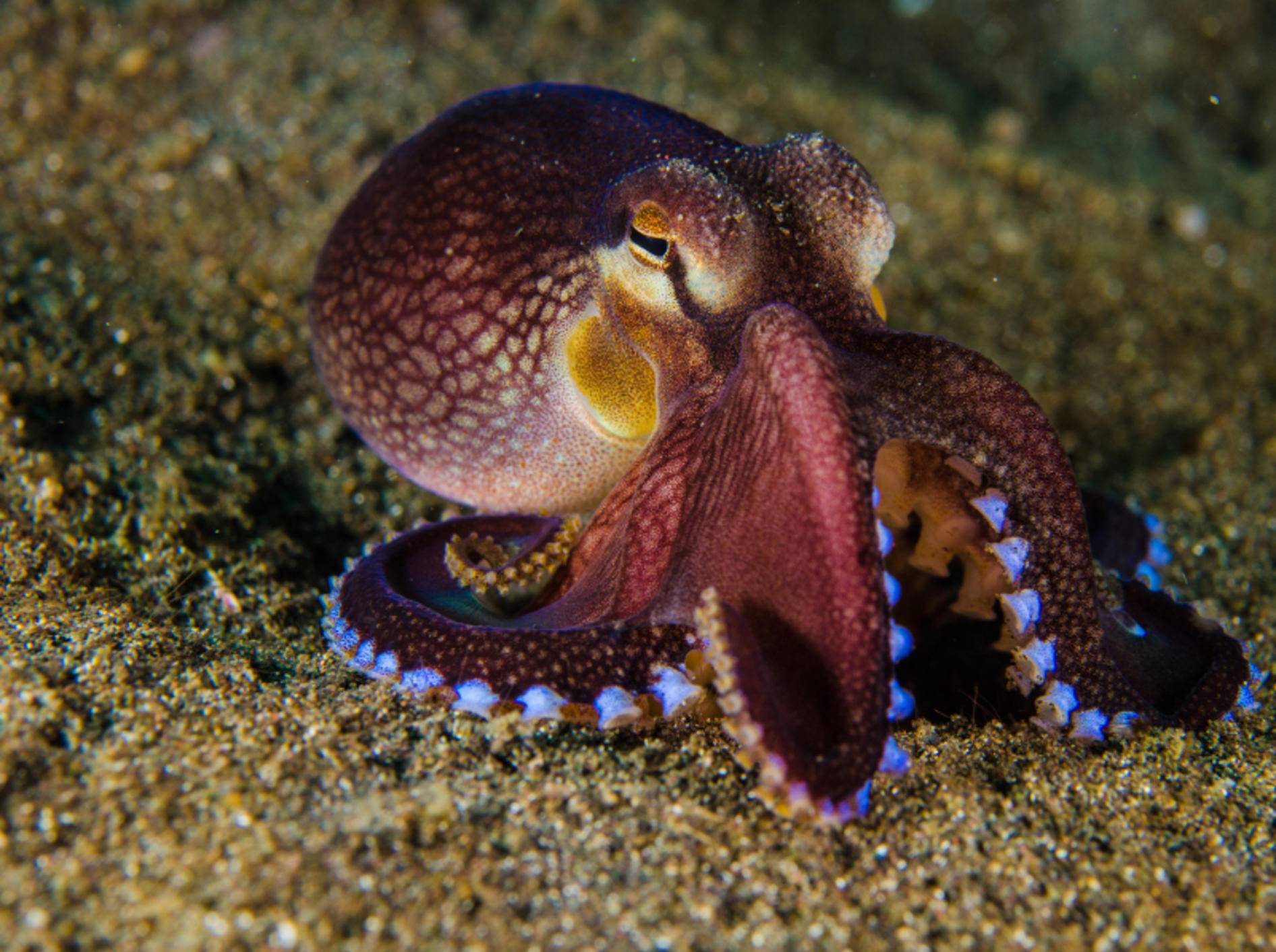 Der Oktopus wird auch als Gewöhnliche bzw. Gemeine Krake bezeichnet – Bild: Shutterstock / fenkieandreas
