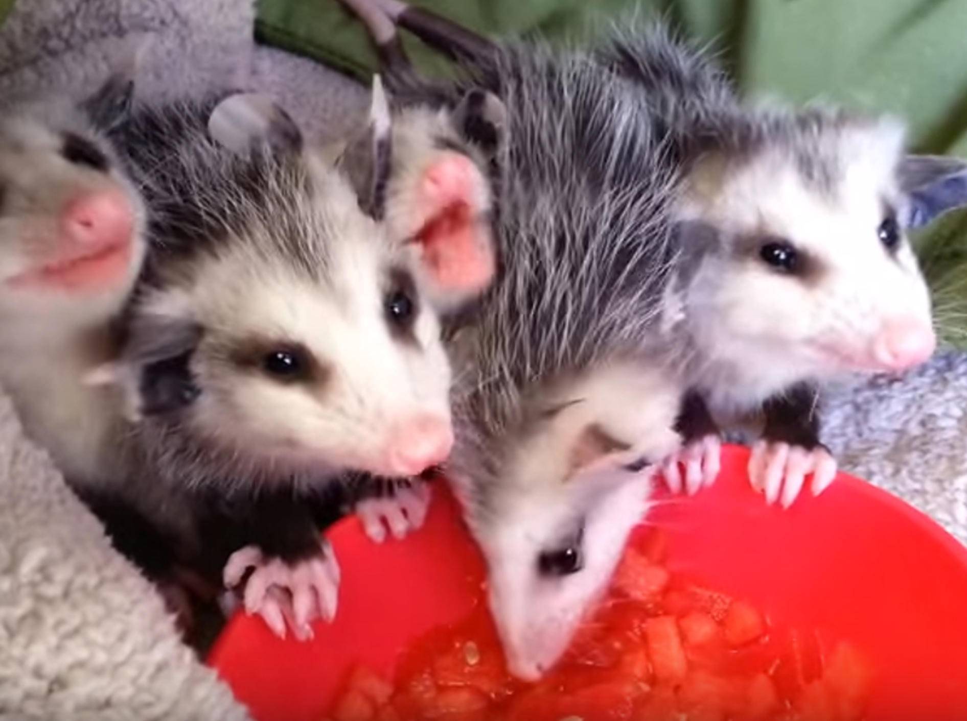 Guten Appetit! Baby-Opossums futtern Wassermelone – Bild: YouTube / Terry Carlisi