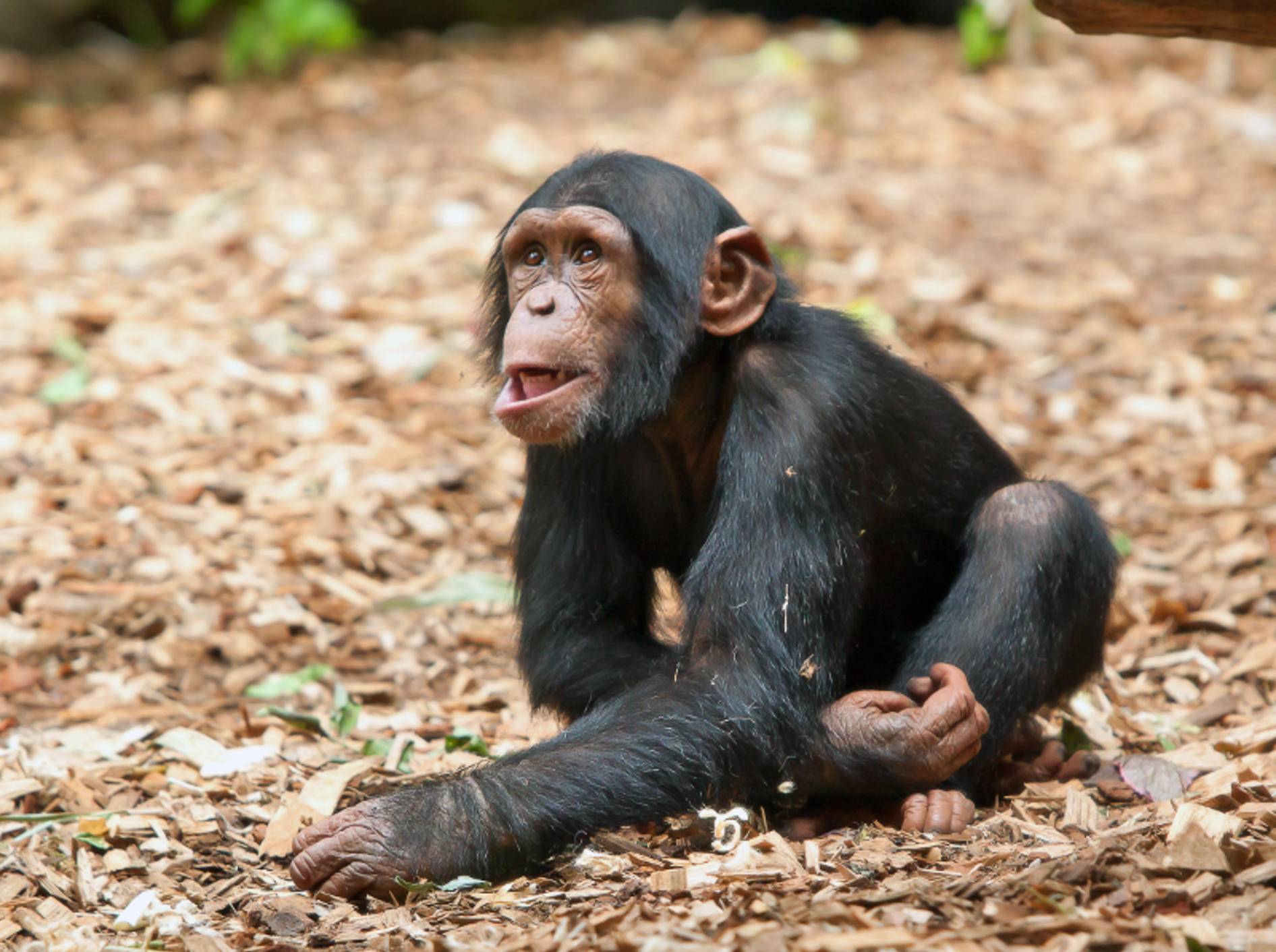 Schimpansen wie dieses süße Kerlchen gehören zur Familie der Menschenaffen – Bild: Shutterstock / nodff