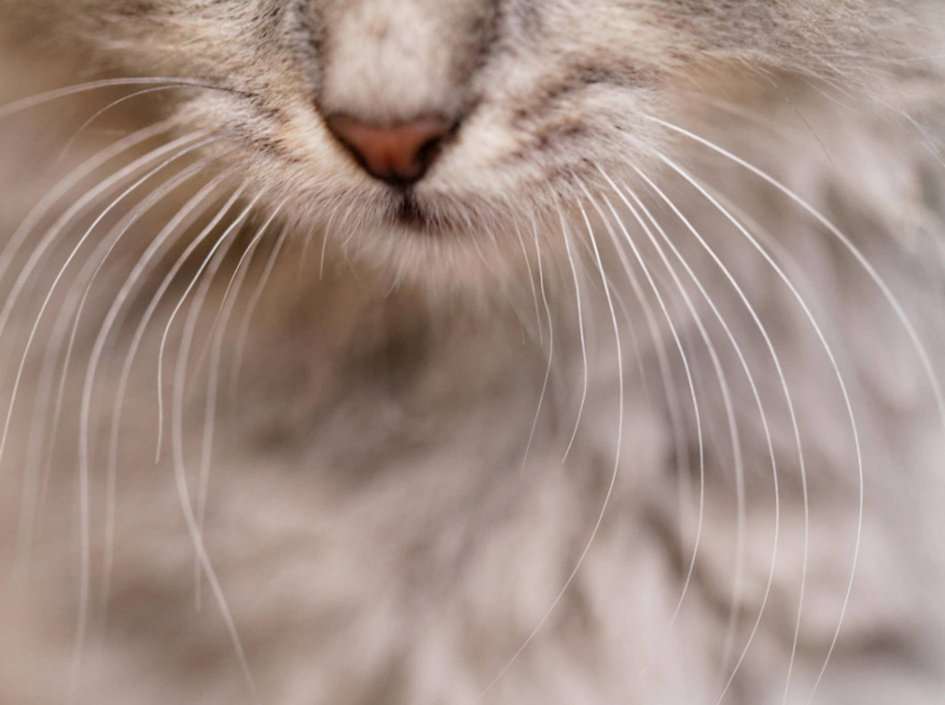 Die Tasthaare von Katzen erfüllen viele Funktionen im Katzenalltag – Shutterstock / Nneirda