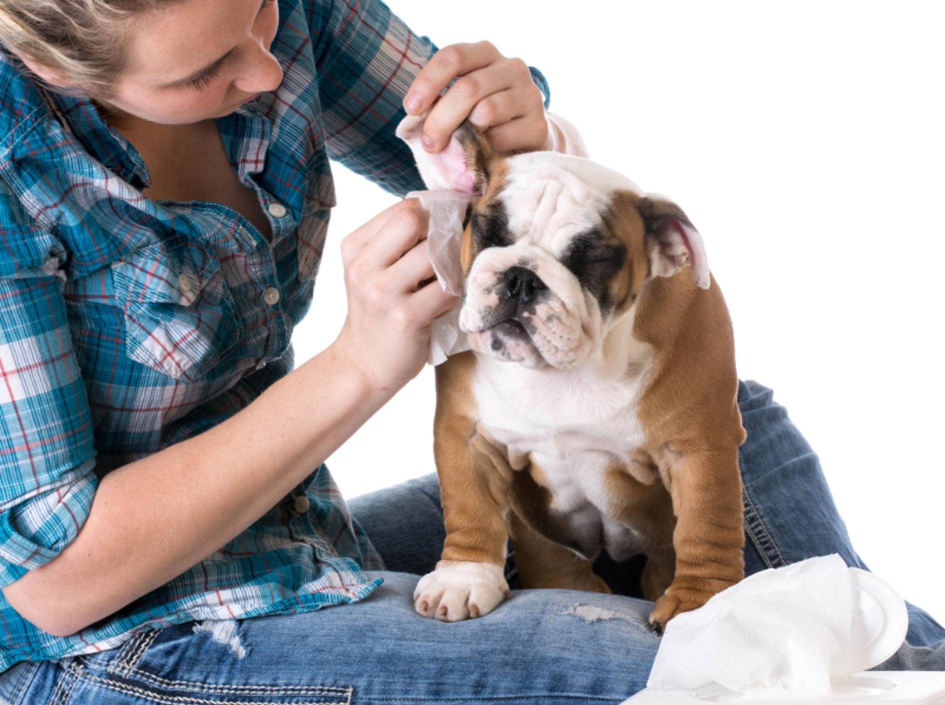 Vorsicht: Statt die Ohren Ihres Hundes selbst zu reinigen, sollten Sie lieber einen Tierarzt aufsuchen. – Bild: Shutterstock / WilleeCole Photography