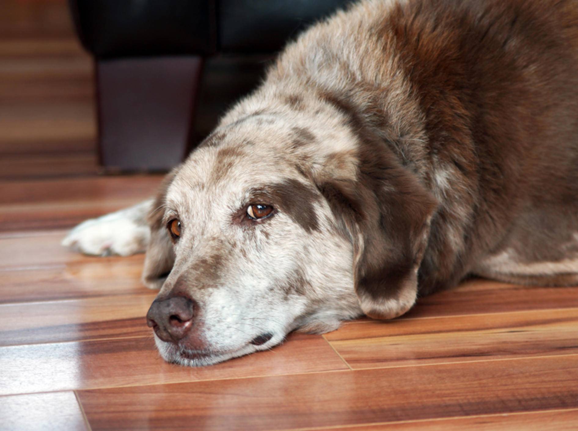 Hunde mit Demenz brauchen Ihre Unterstützung und viel Liebe – Shutterstock / Sylvie Bouchard