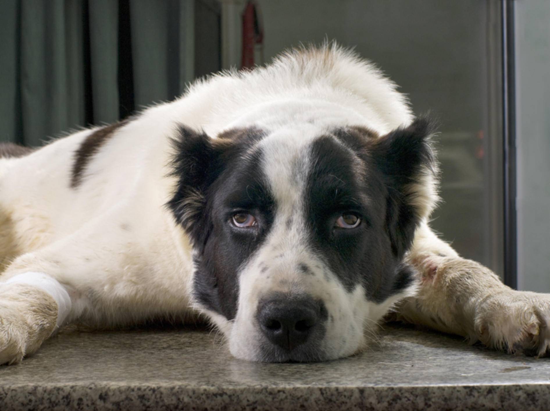 Hat der alte Hund noch Freude am Leben oder macht ihm die Demenz zu schaffen? – Shutterstock / Byelikova Oksana