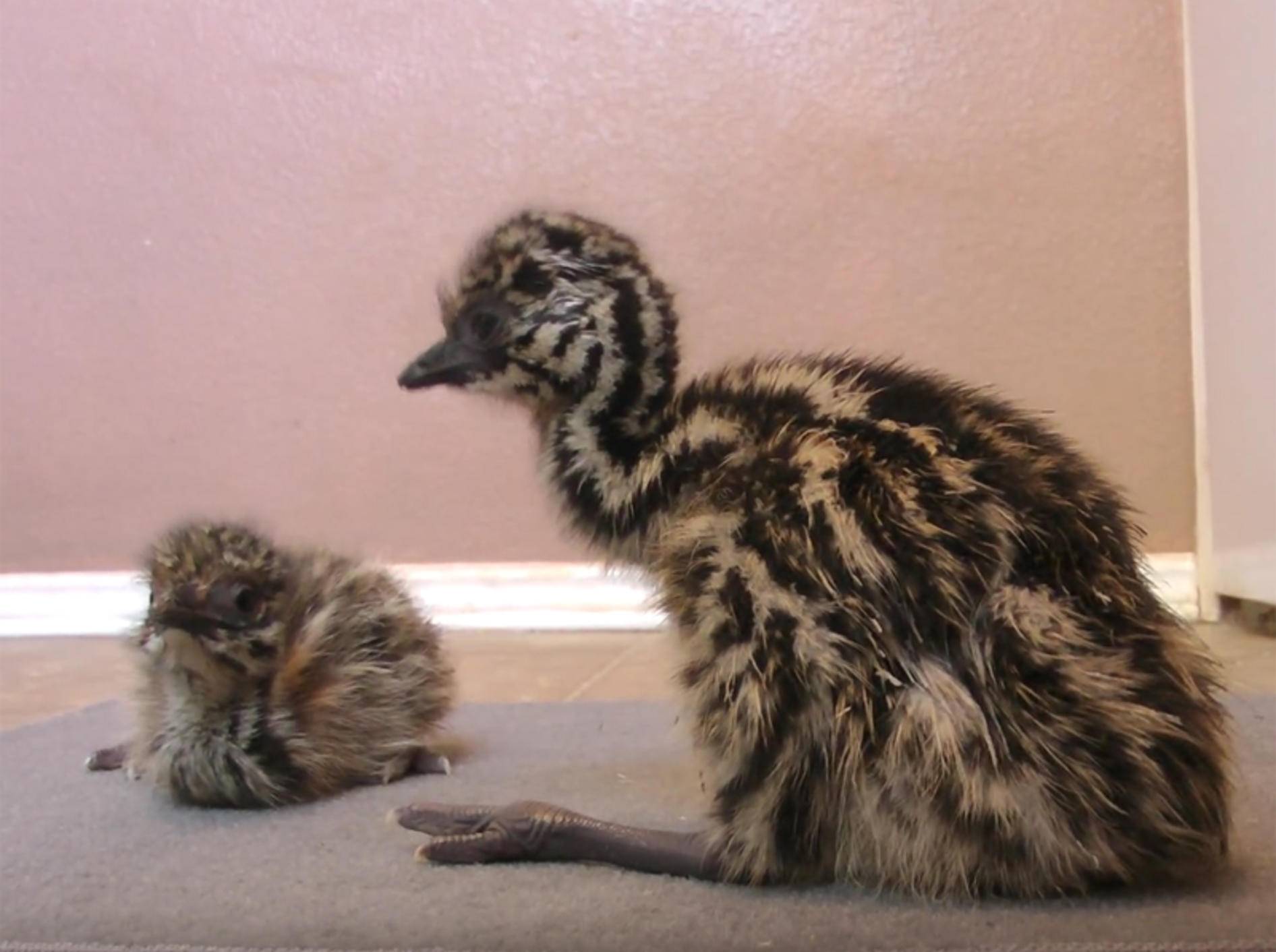 Emu-Küken machen ihre ersten Schrittchen – YouTube / camelsandfriends