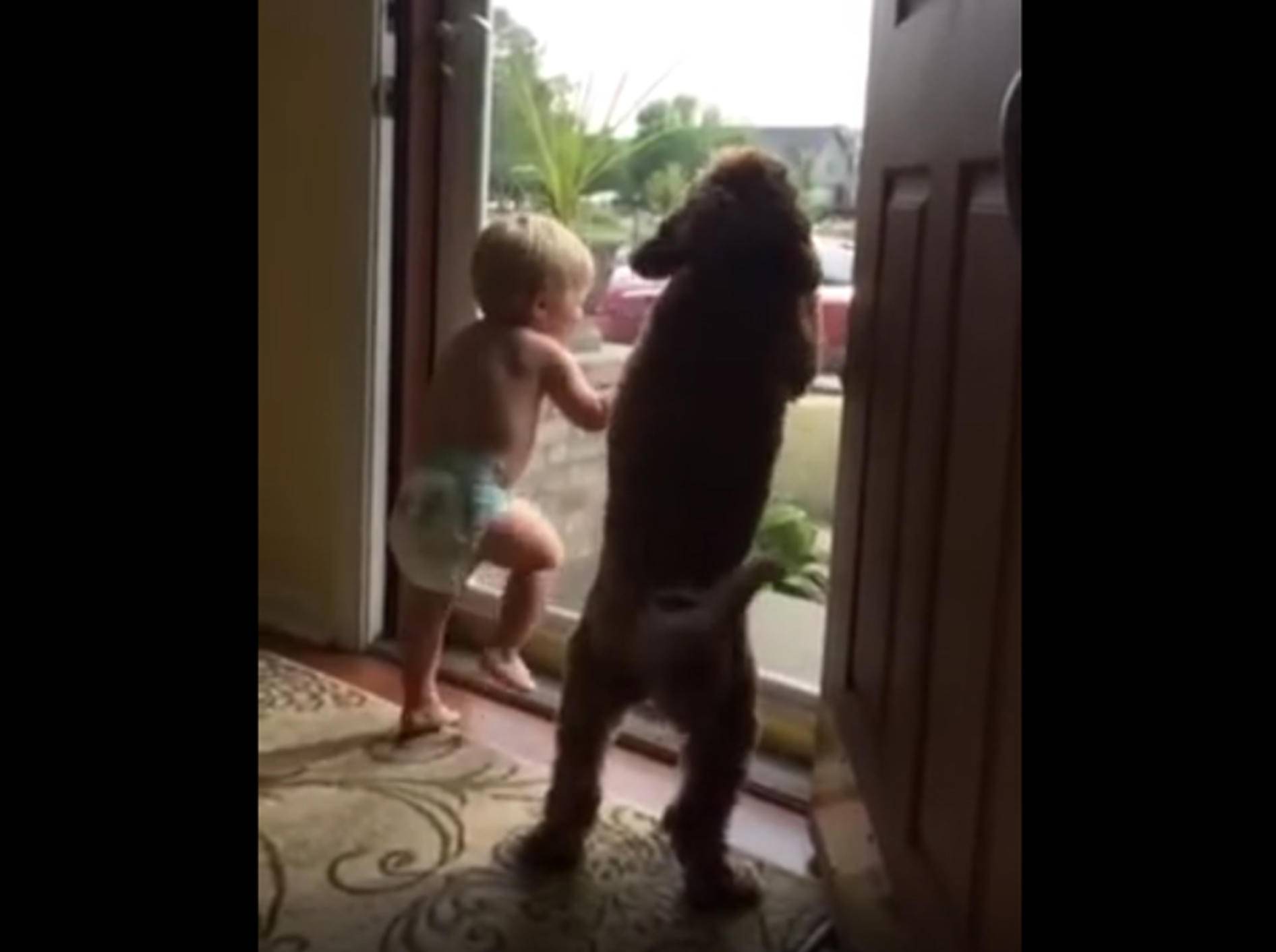 "Da kommt Papa! Juhu!": So ein schöner Empfang von Hund und Söhnchen – YouTube / Natalie G