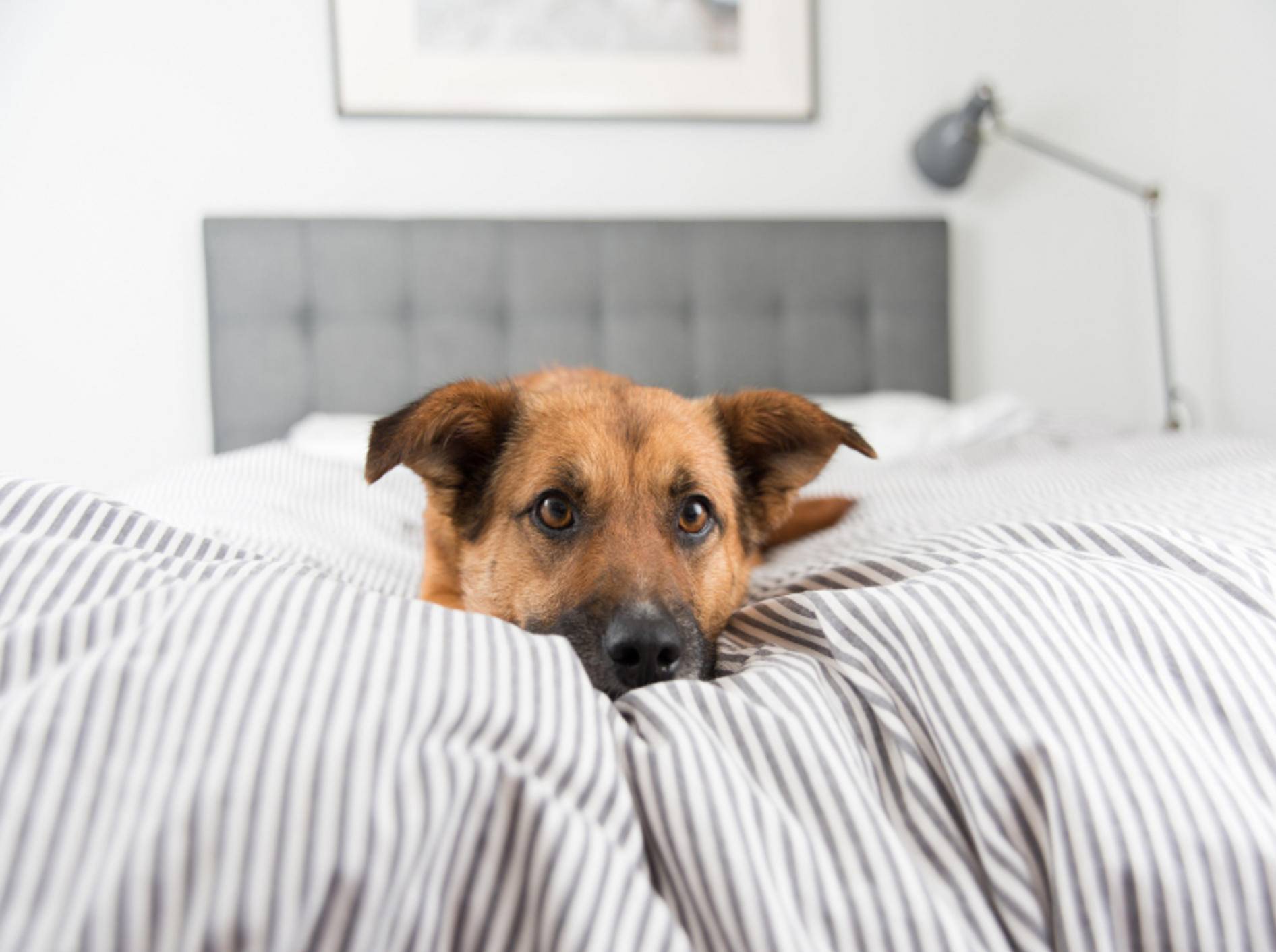 Es gibt sowohl Argumente gegen einen Hund im Bett als auch welche dafür – Shutterstock / Anna Hoychuk