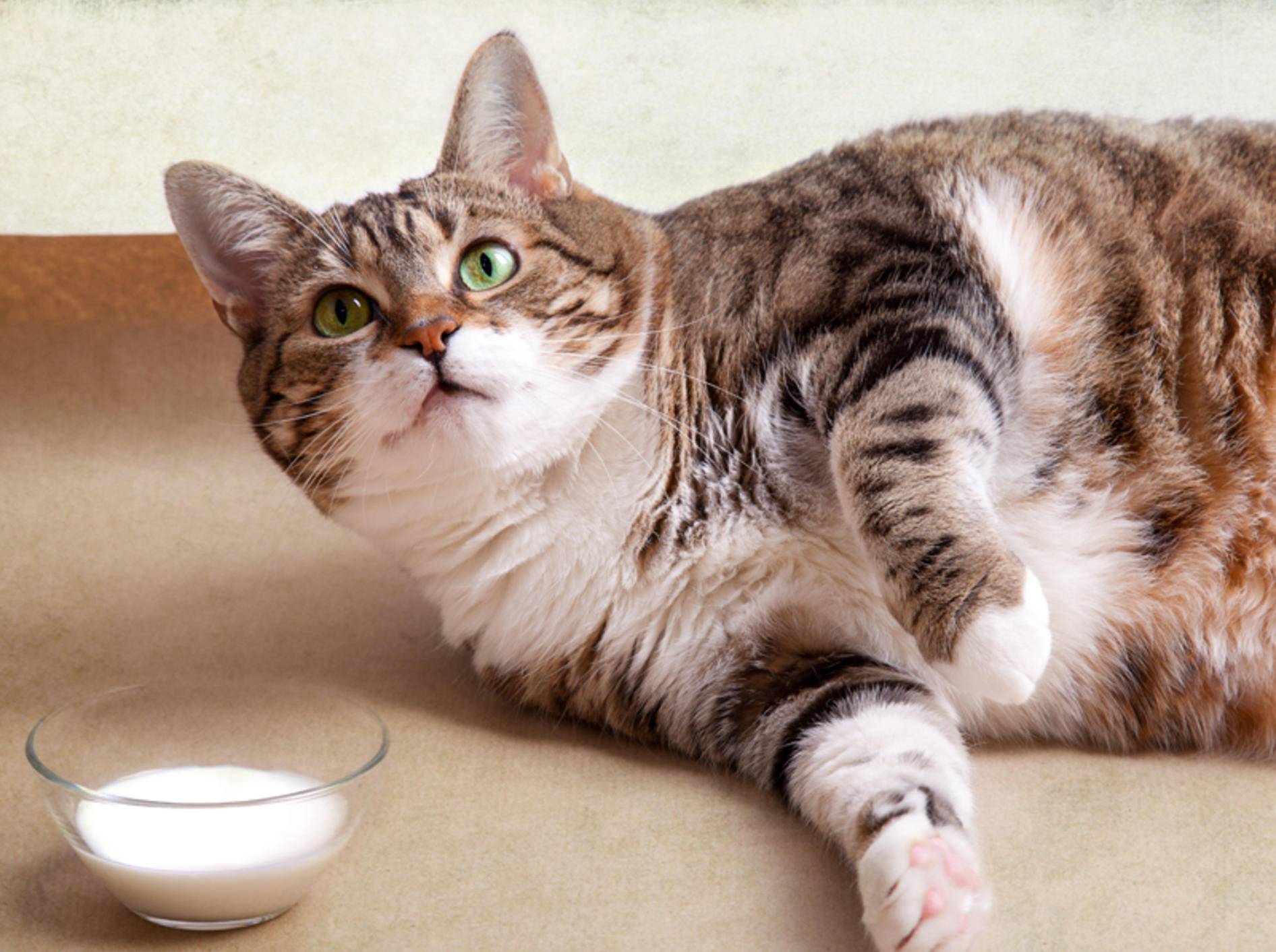 Lecker, aber leider ein Dickmacher: Katzenmilch – Shutterstock / Nailia Schwarz