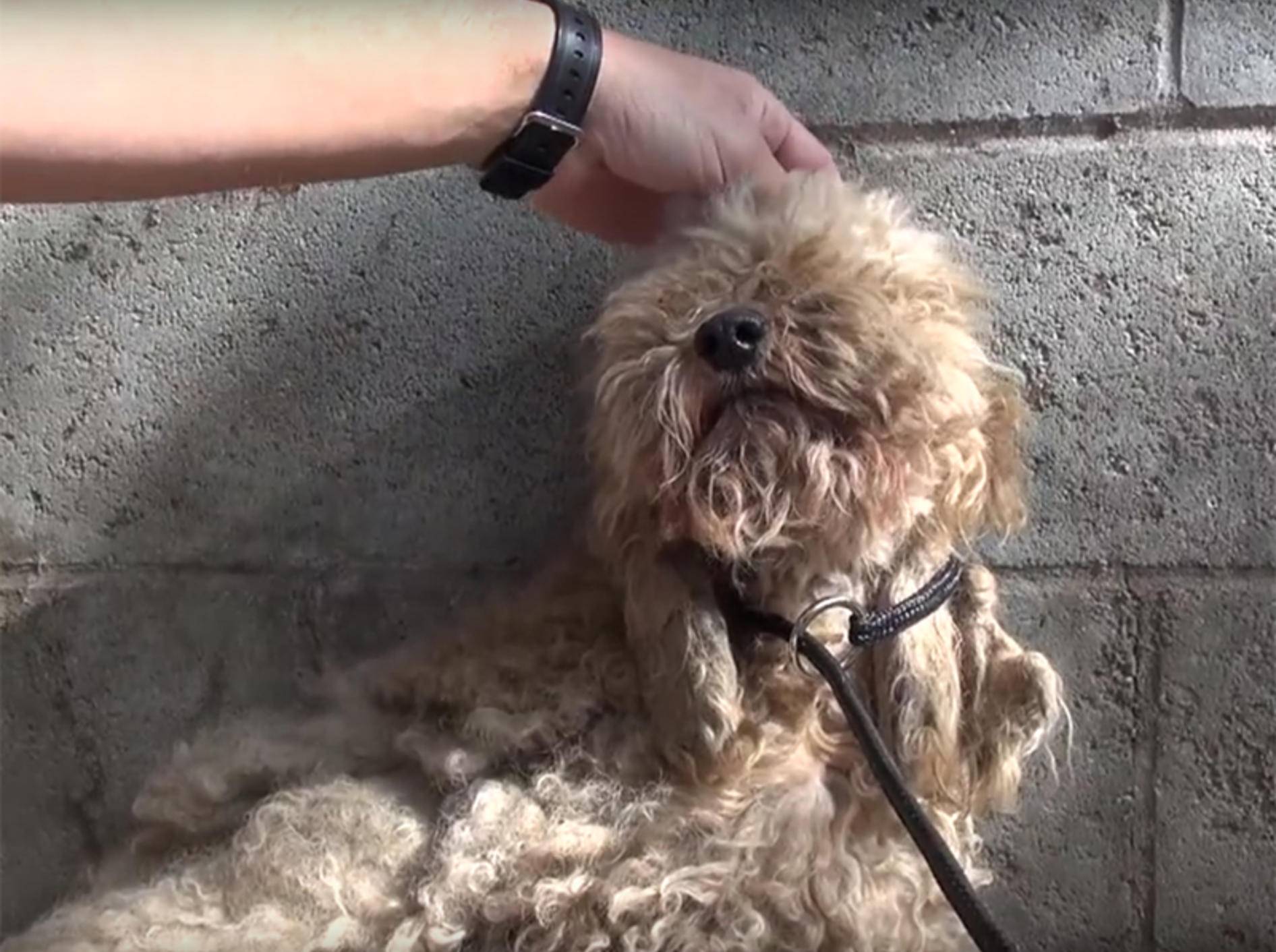 Findelhund Dolly vor der Verwandlung – YouTube / Hope for Paws - Official Rescue Channel