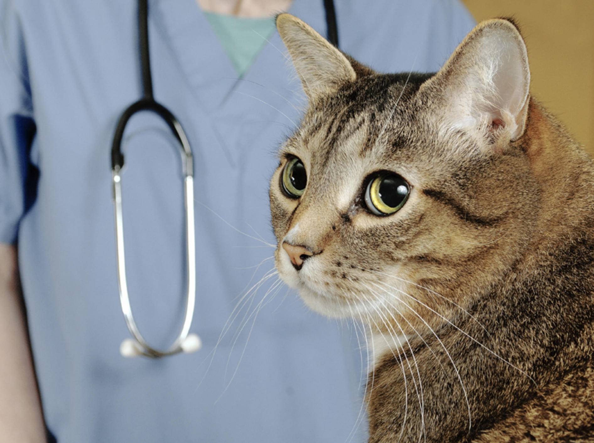 Bluthochdruck bei Katzen muss der Tierarzt überprüfen, da die Symptome unauffällig sind – Shutterstock / Mr.Nikon