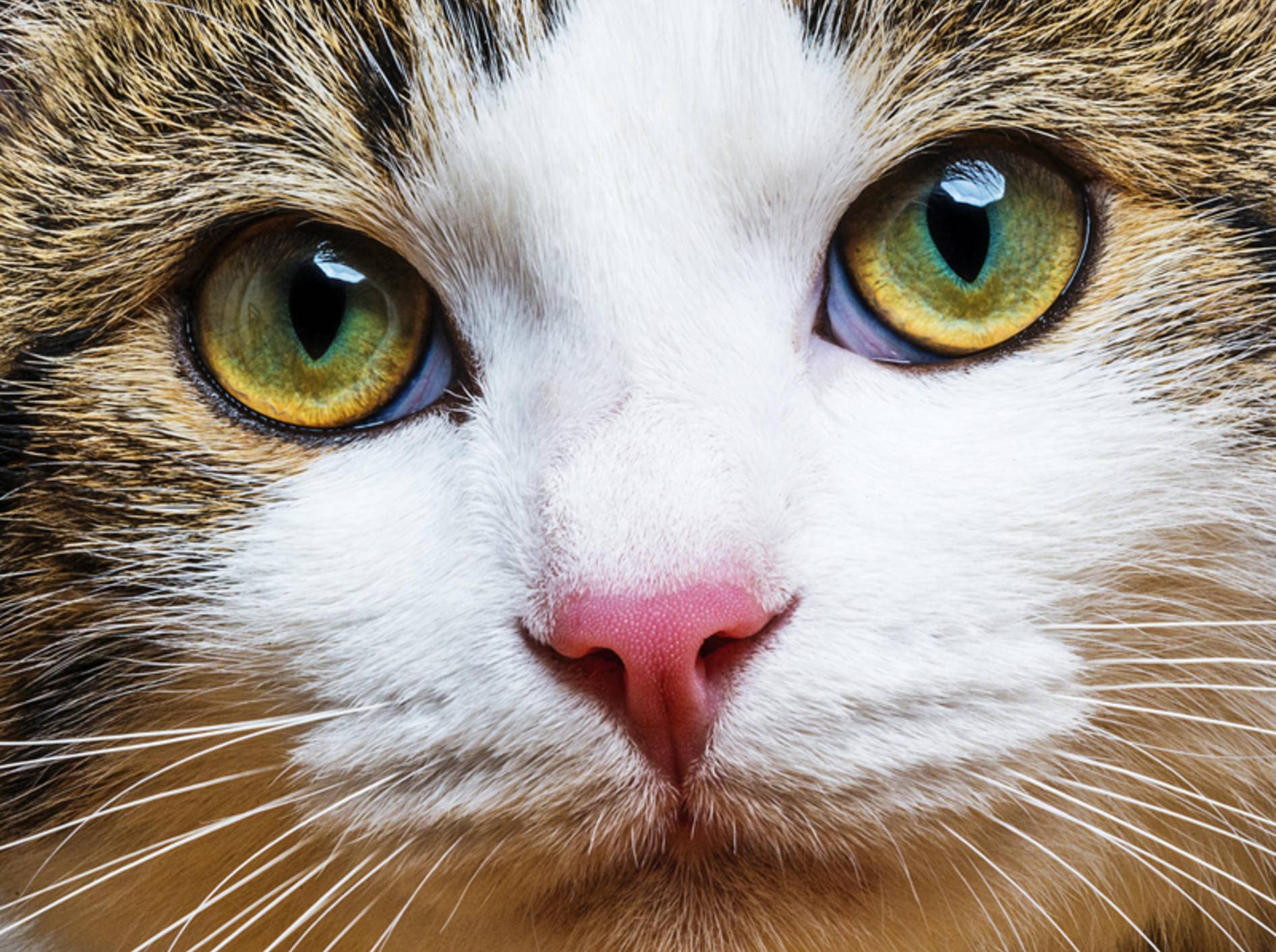 Intensiver Katzenblick: Doch was sehen Katzen mit ihren Augen? – Shutterstock / Kuttelvaserova Stuchelova