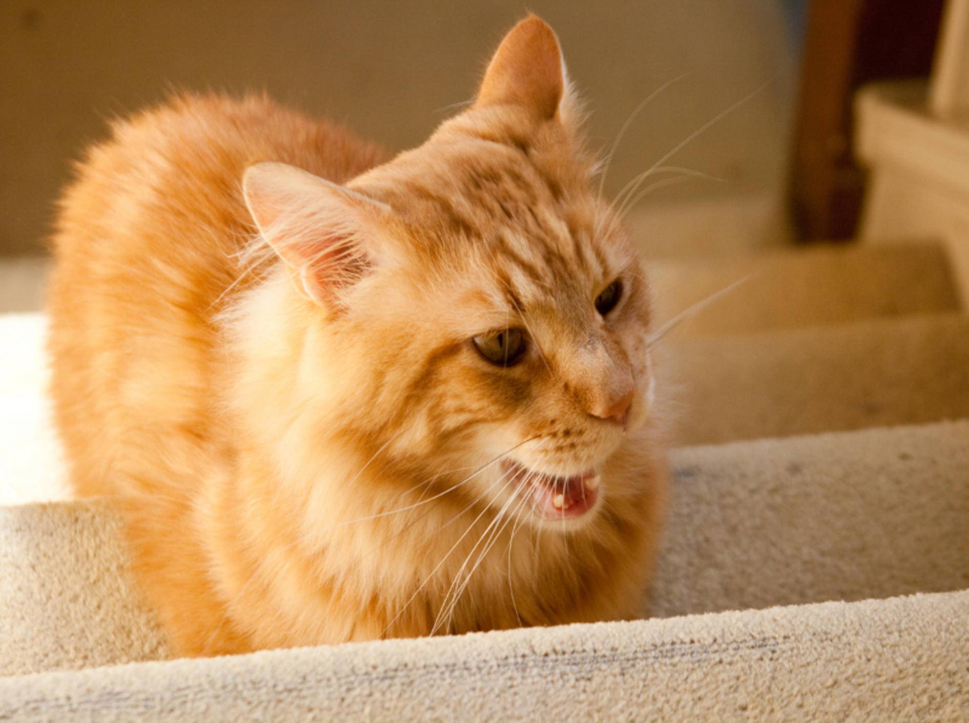 Katzen lieben Treppen mit Teppich besonders – Shutterstock / TalyaPhoto