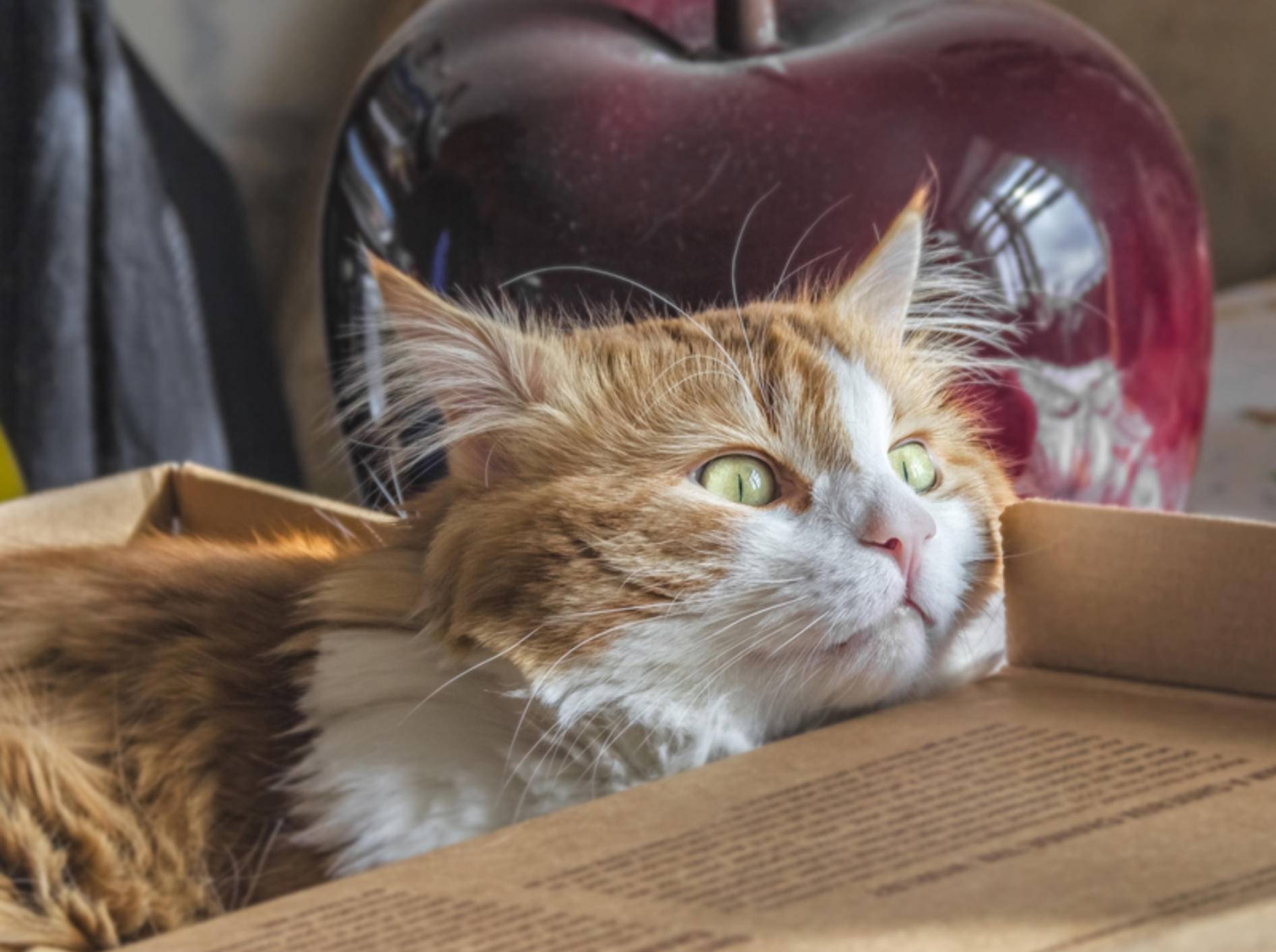 Katzen lieben es, nach verstecktem Futter zu suchen – Shutterstock / Belozerova Daria