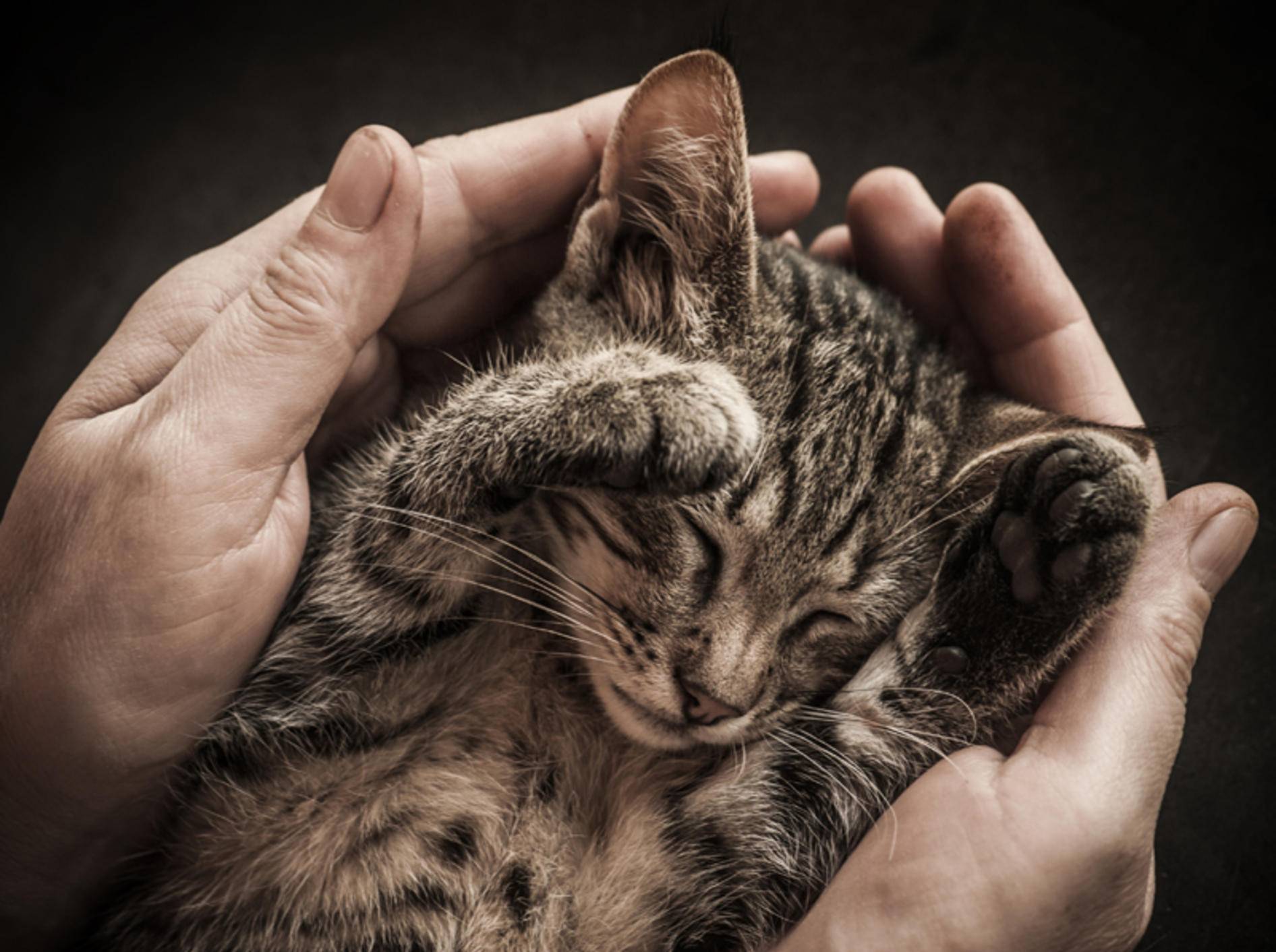 Erinnert sich die kleine Katze später an die schützenden Hände ihres Menschen? – Shutterstock / Vinogradov Illya