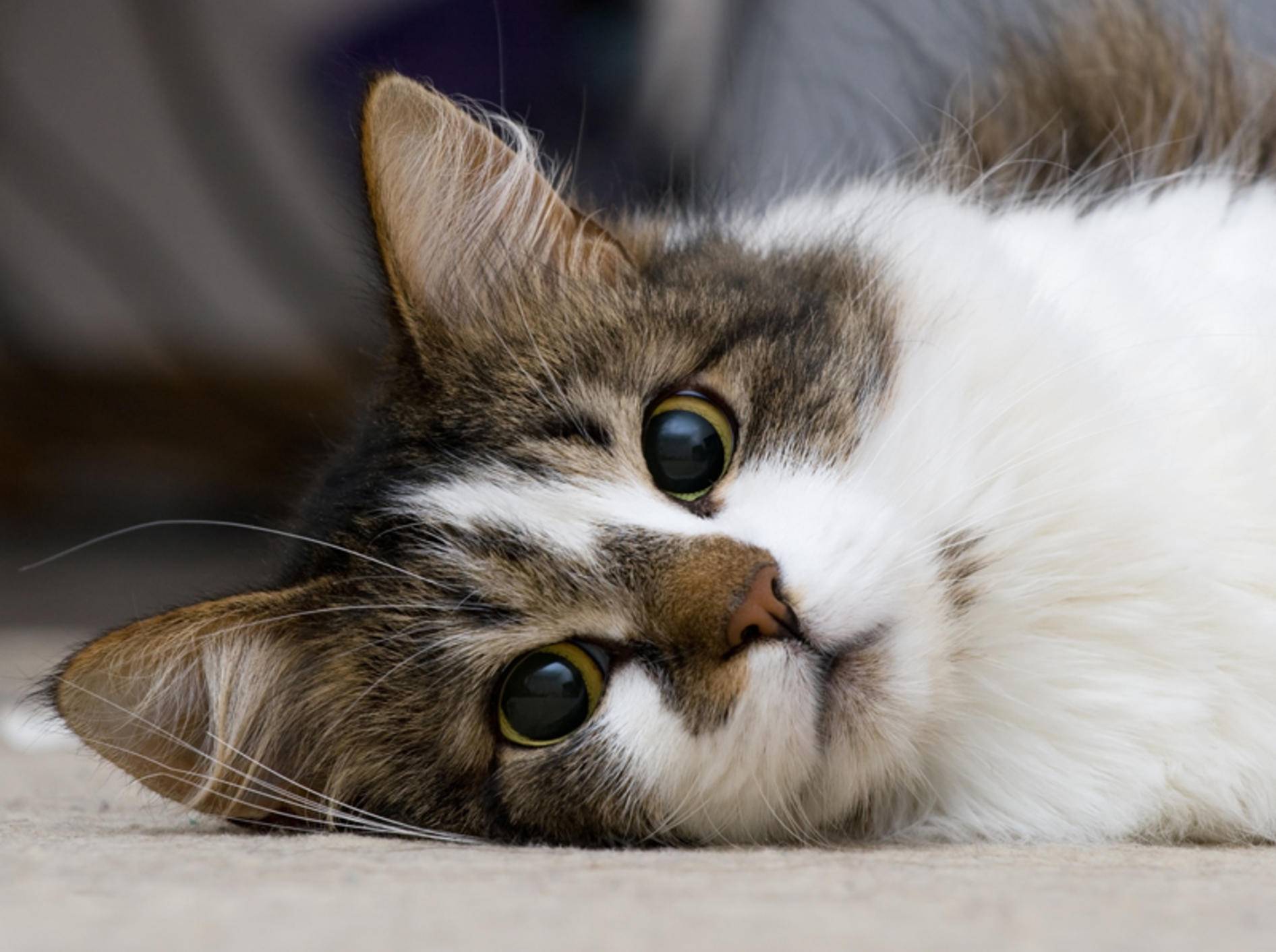 Katzenohren sind empfindlich und anfällig für Krankheiten – Shutterstock / Nikolai Tsvetkov