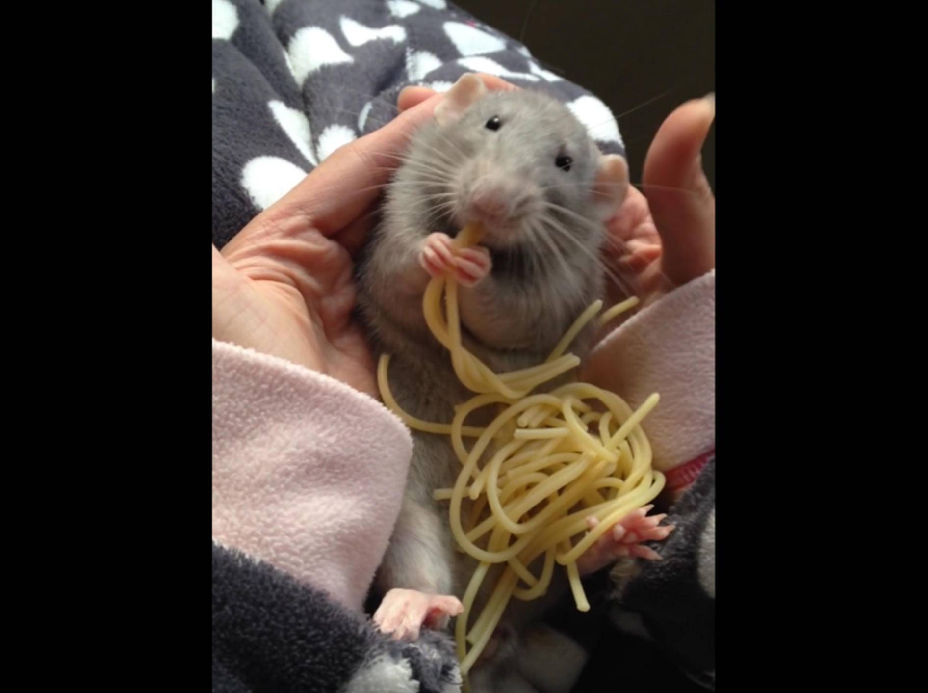 Diese knuffige Ratte liebt Spaghetti – YouTube / maaique