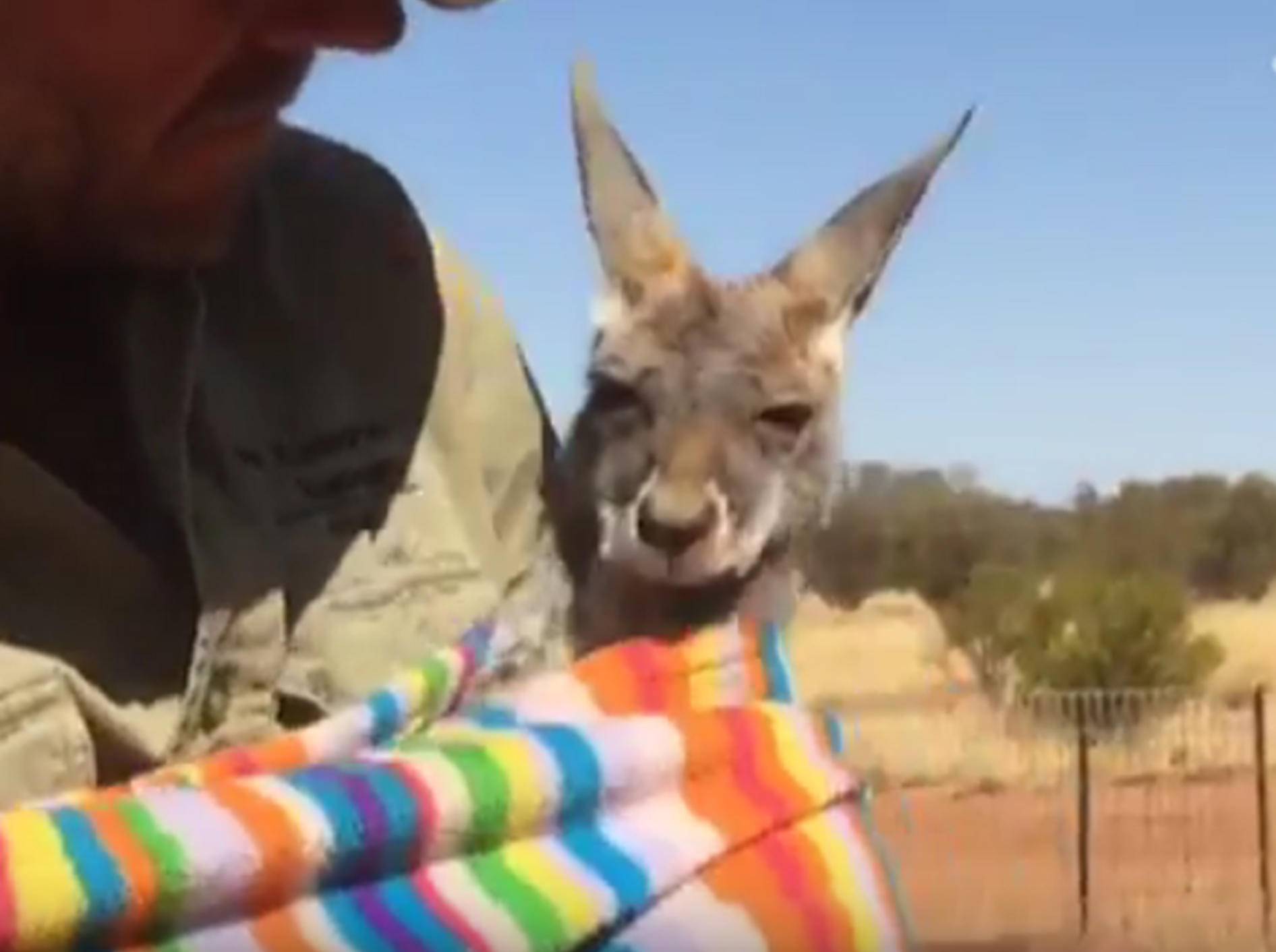 Ein Baby-Känguru wird umsorgt – YouTube / The Dodo