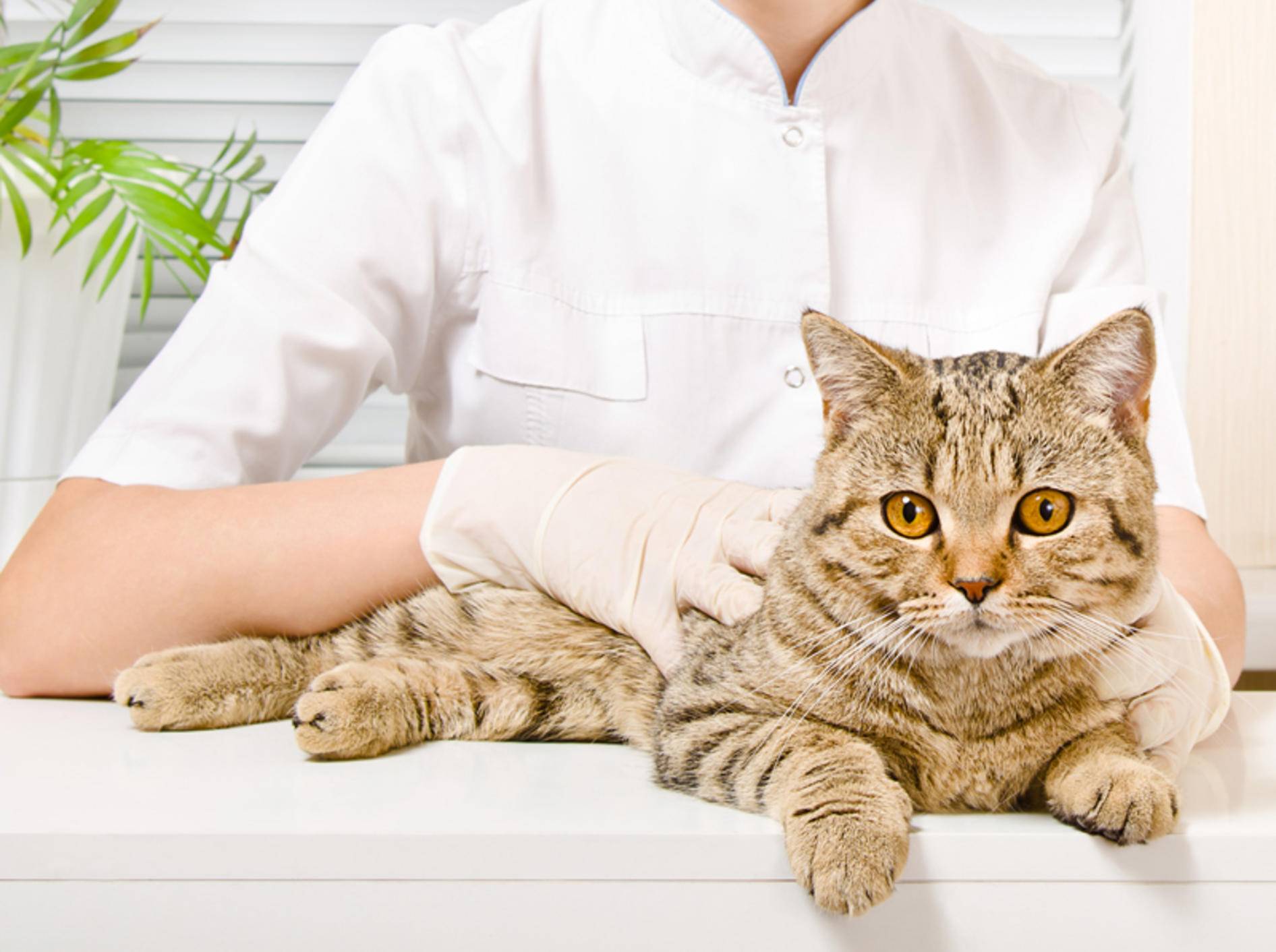 Ein Darmverschluss bei Katzen ist ein Fall für den Tierarzt! – Shutterstock / Sonsedska Yuliia