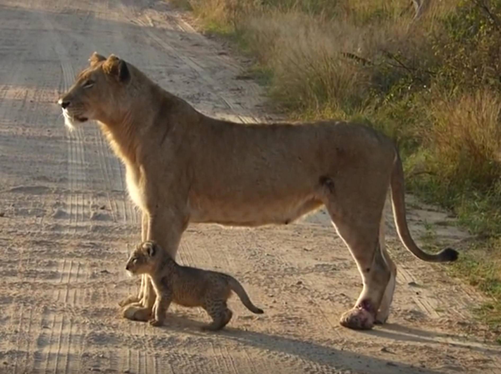 Löwenmutter mit Löwenbaby: Der Kleine muss das Brüllen noch üben – YouTube / Kruger National Park