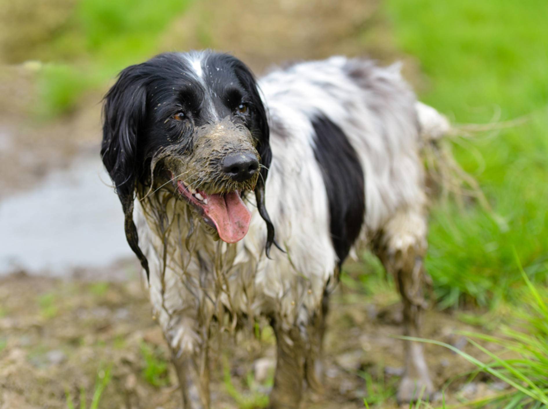 Dieser Hund braucht gleich ein schönes Bad – Shutterstock / Richard Chaff
