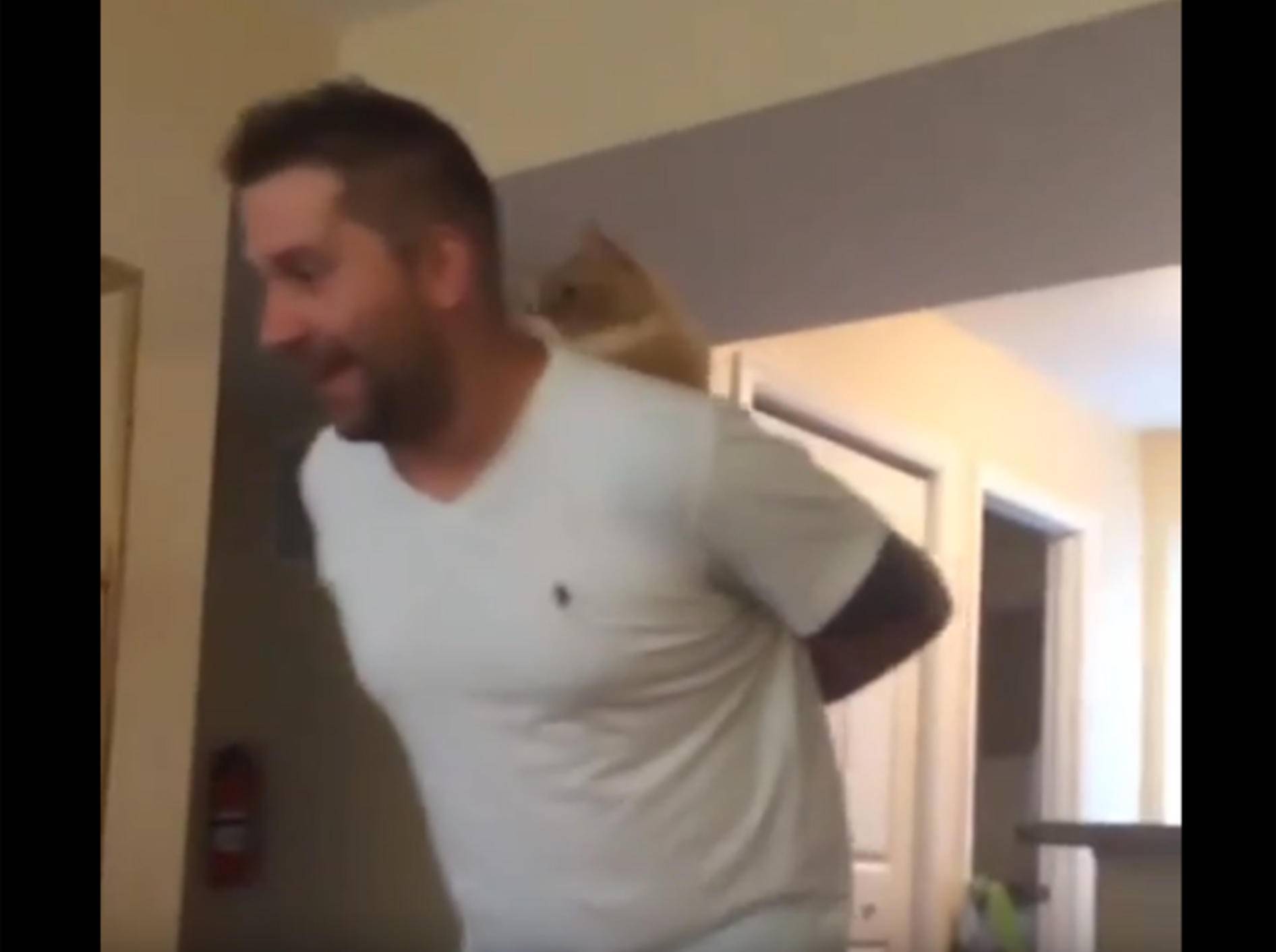 Auf Herrchens Rücken ist es am schönsten, findet die sibirische Katze – YouTube / BeckyLynn